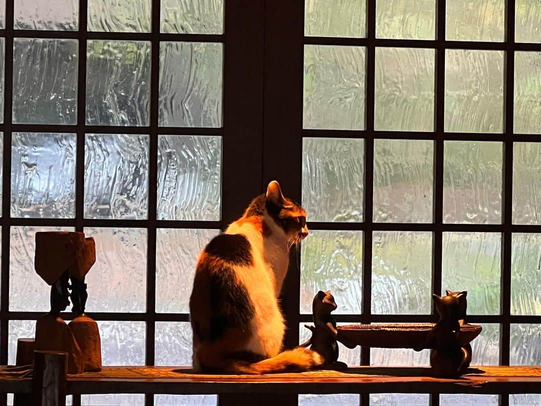 神尾葉子さんのインスタグラム写真 - (神尾葉子Instagram)「友達の家が本当に素敵で、素晴らしい秋の日になりました。  猫がまた、かわいいのです。  12時間くらいしゃべりたおして、お泊まりさせていただいて、美味しいごはんをいただいて、思い出に残るすてきな秋でした。」11月27日 15時19分 - yoko.kamio