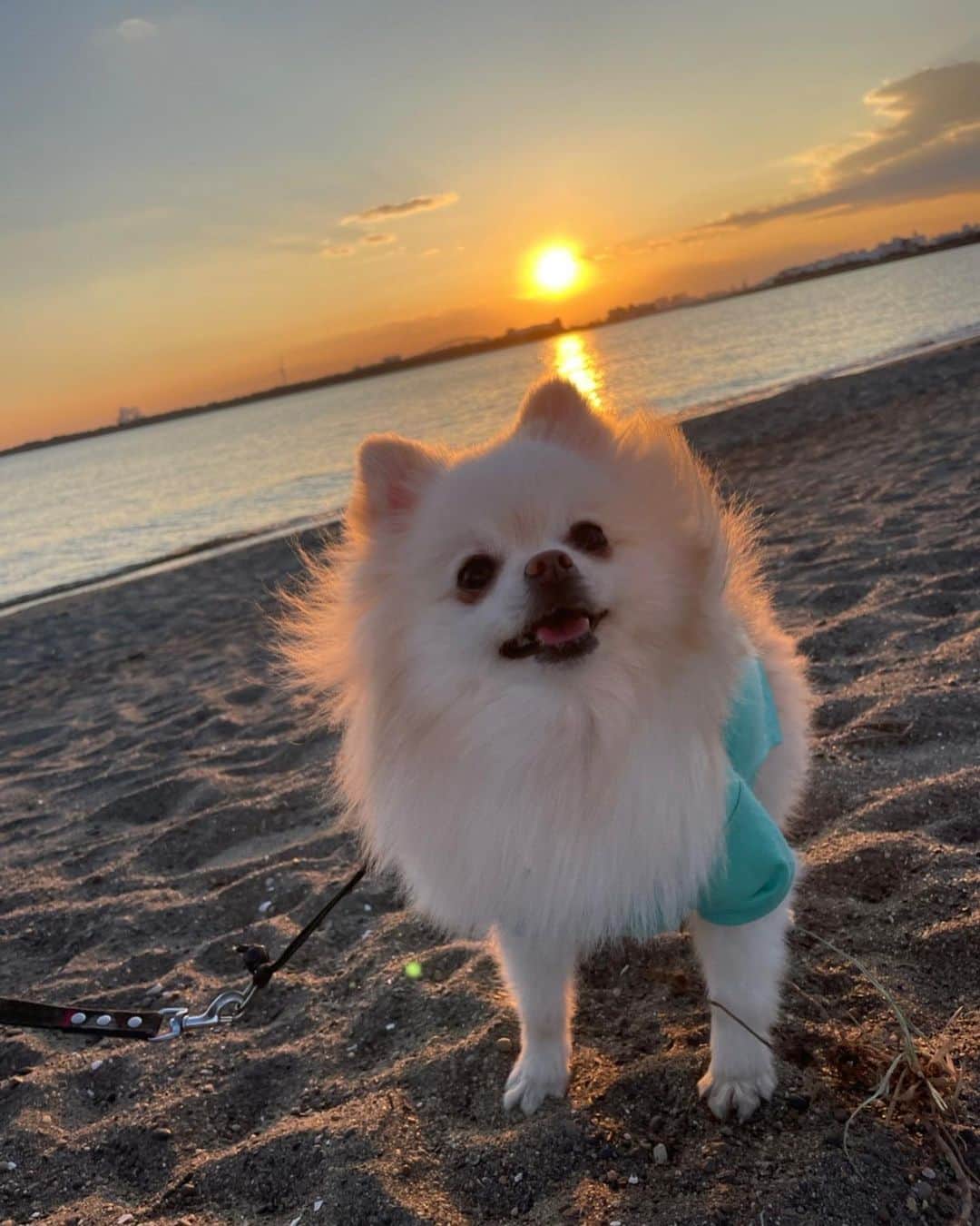 のインスタグラム：「ころ♤ #pomeranian #dogsofinstagram」