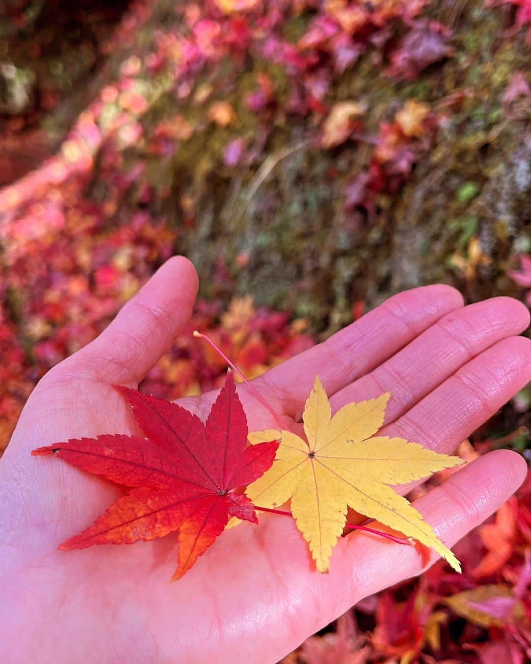 のインスタグラム：「奈良で1番好きな場所  春日山原始林✨✨  束の間の休日🍁」