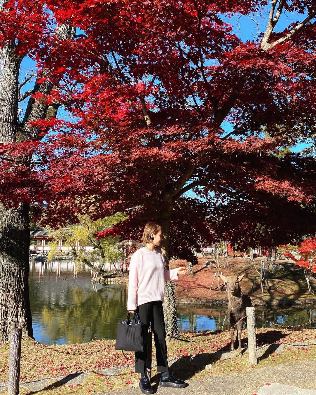 松本亜希さんのインスタグラム写真 - (松本亜希Instagram)「・ 小学生振りくらいの奈良公園🦌🍁  斜め後ろの🦌置物じゃないよww ずっとここに居てて、紅葉と🦌ちゃんで フォトスポットみたいになってた🥰 私もちゃっかり❤︎❤︎❤︎  #奈良 #奈良公園 #奈良紅葉 #紅葉」11月27日 17時34分 - m_akiron