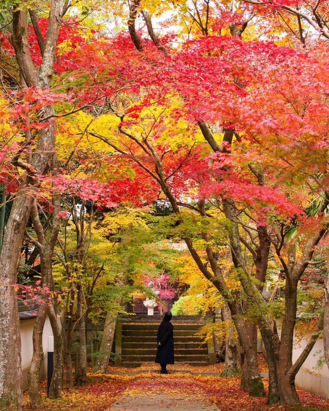 Takefumi Tezkaのインスタグラム：「✴︎今年はグラデーションが綺麗🍁 ✴︎ ✴︎兵庫県」