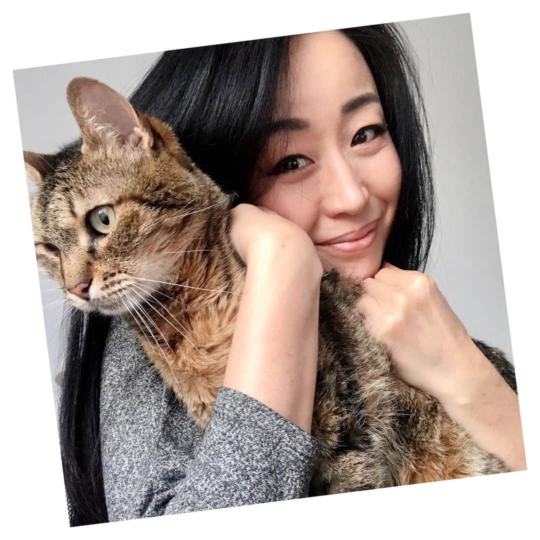 高野あゆ美のインスタグラム：「ぽんさん❤️ Pon-san ve ben  #tekirkedi #キジトラ猫 #保護猫」