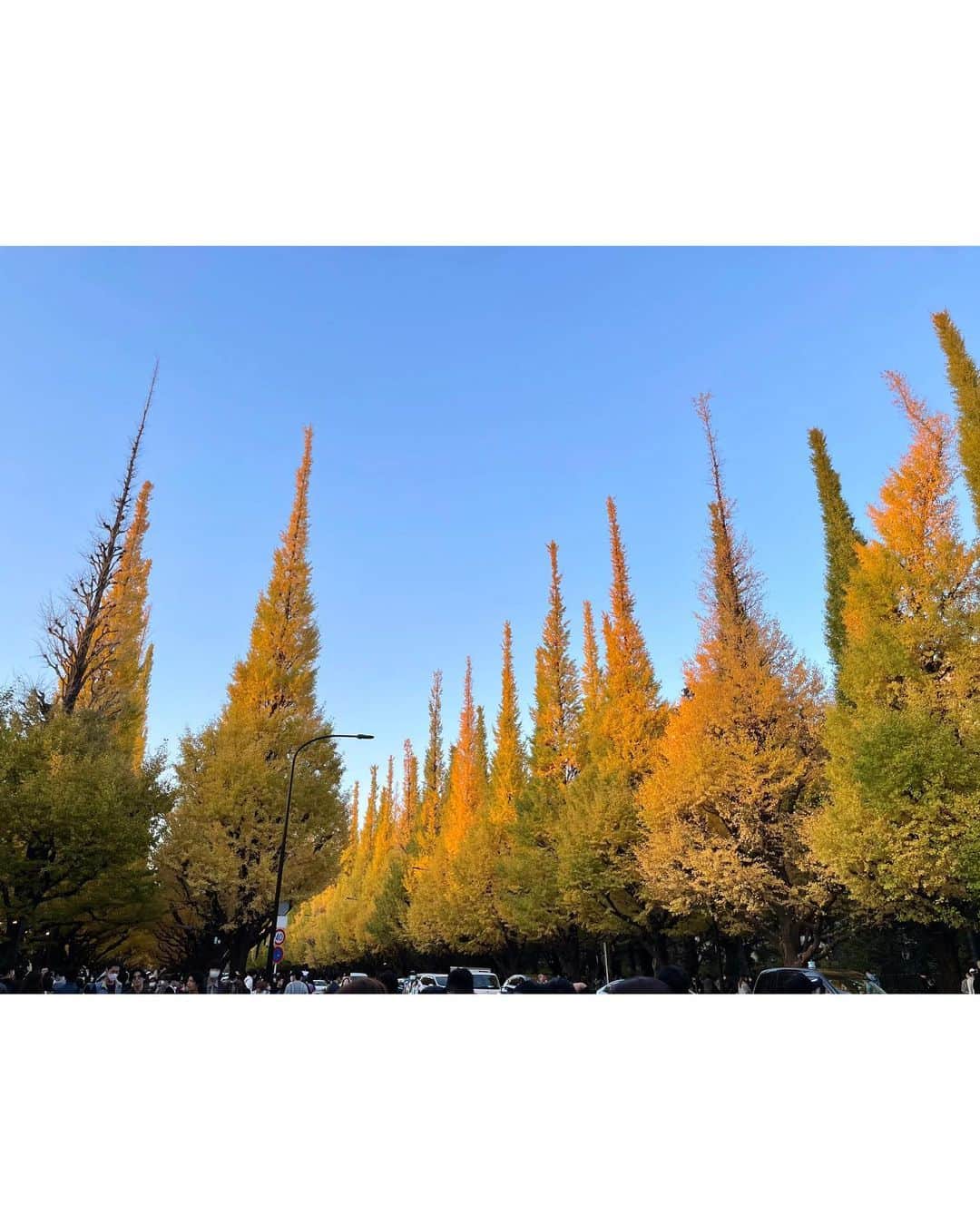 月野有菜さんのインスタグラム写真 - (月野有菜Instagram)「ずっと行ってみたいと思っていた明治神宮外苑前のイチョウ並木に行ってきました🍂 ⁡ 写真で見るよりイチョウの木がすごく大きくて綺麗でした~😌 銀杏の匂いに少し驚きました😂🤍」11月27日 20時50分 - yuna_tsukino920