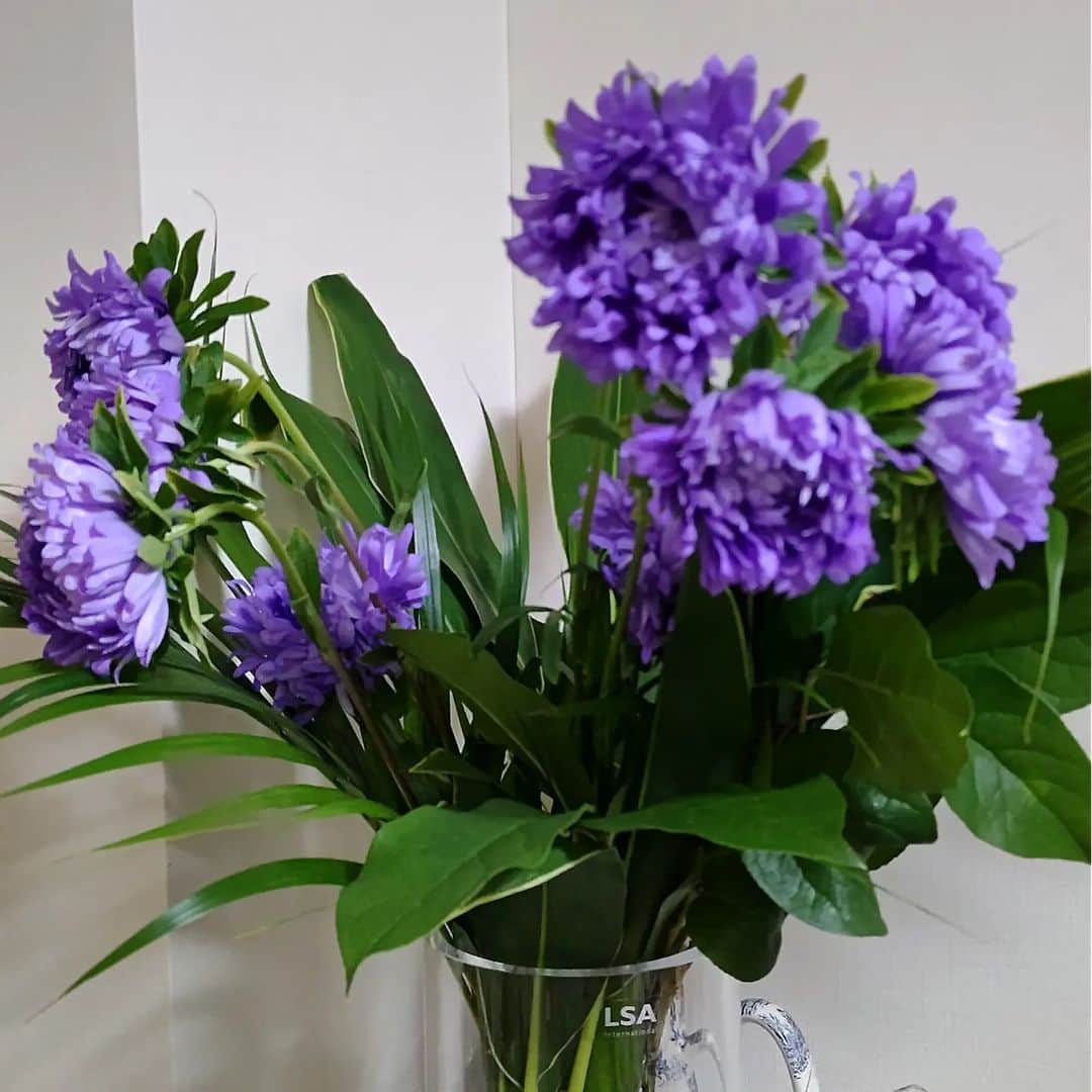 のインスタグラム：「近所に新しくできたお花屋さんで紫色のお花を購入🙆 名前は聞いたけど忘れてしまいました😅 やはりお部屋にお花があると落ち着きます～  昨日はイイノホールでの、巴里の音楽に出演❗️懐かしいメンバー🎵 お弁当も美味しかった😌  明日は早朝から撮影～頑張って早起きします🙋  #安奈淳」