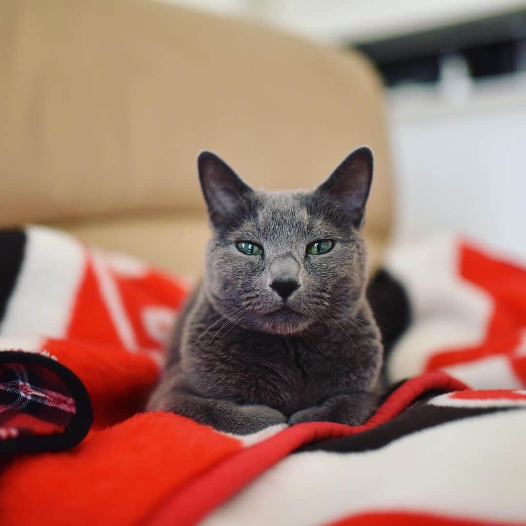 Hari?のインスタグラム：「可愛い😍 知ってる😼  #azumi #14yearsold #シニア猫  #cat #russianblue #猫 #ねこ #ロシアンブルー #chat  #gato #greycat #catsofinstagram」