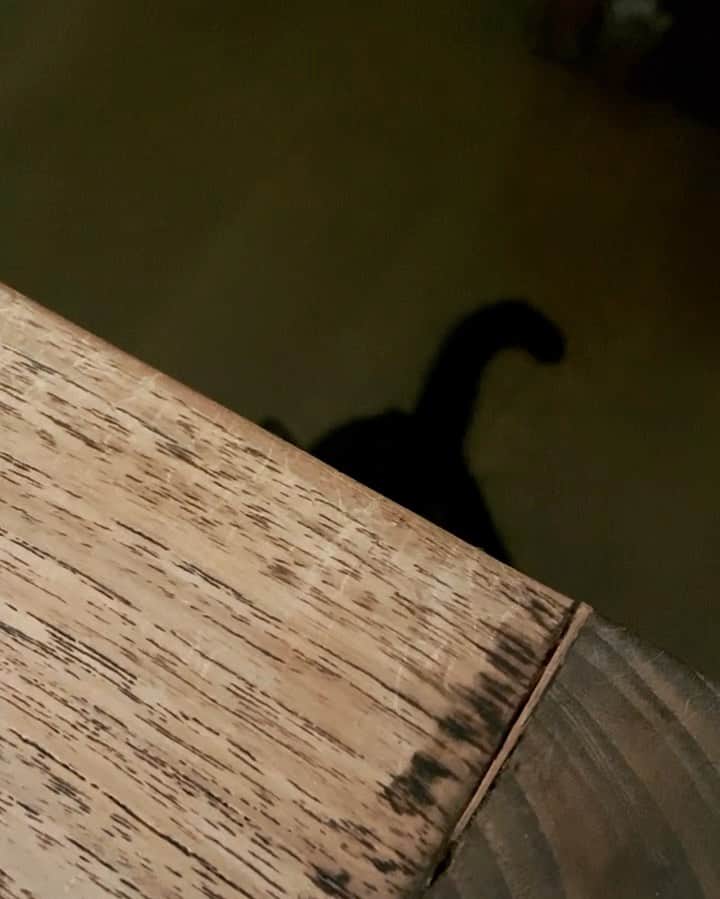 藤原理恵のインスタグラム：「テーブルの下で待機して大きい猫を驚かせる。何度もやるとカリカリを貰える！　byウィリ」