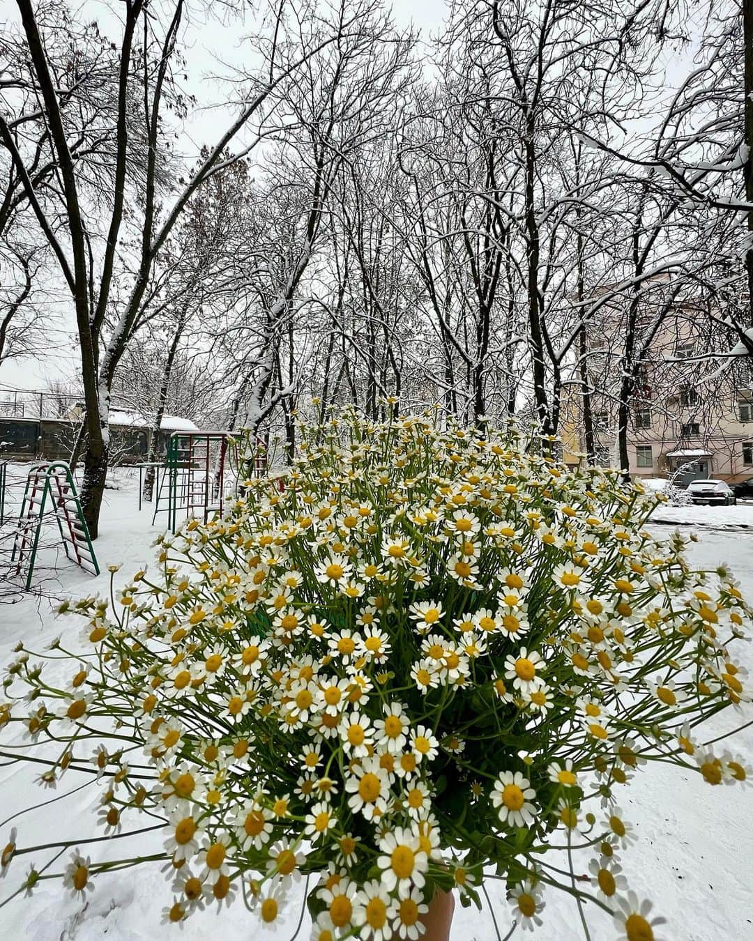 Zhenya Katavaさんのインスタグラム写真 - (Zhenya KatavaInstagram)「Зима-холода и красивый букет ромашек.  Жизненный контраст в прекрасном, прям моё душевное состояние на фото)」11月28日 16時45分 - zhenyakatava