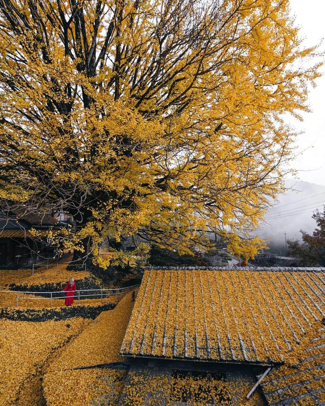 deepskyのインスタグラム：「Yellow World  . . #ginko #authmn #紅葉 #いちょう #イチョウ #銀杏 #wakayama . . . #voyaged #stayandwonder  #awesomephotographers  #complexphotos  #sony #earth #earthpix  #lovetheworld  #beautifuldestinations #landscapephoto #landscapelovers #travel #roamearth #photography」