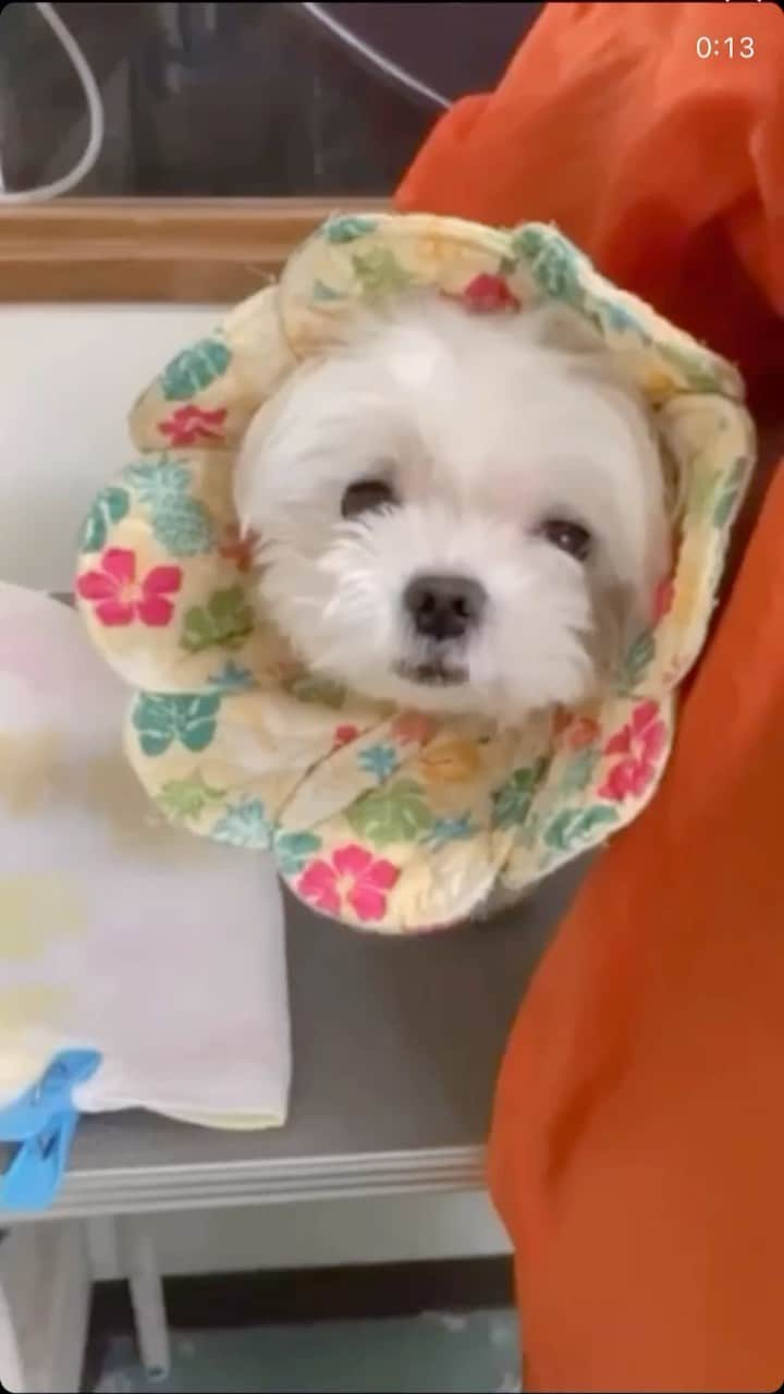 おかゆ & おもちのインスタグラム：「...🐻‍❄️✂️.・.🎵 . ウチのパパが先にストーリーでアップしてましたが、 先日ゆ〜ヤさんでの、おかゆのトリミング中の動画を私も投稿しちゃいます🙋🏻‍♀️ . もう何回見ても聞いても笑える〜😂 . 苦手な爪切り中、なんかしゃべってるおかゆっち😆 . トリマーさんにこの動画をもらってから、私は何十回これを見て聞いて、  大笑いしてるか...🤣🤣 おかゆのこんな声聞いたことなくて💦 初め、声を編集してるのかと思ったけど、そのまんまだそうです☺️ヘリウムガスでも吸ったような声〜〜😝 . . なんて言ってるのか分かりますか？😅「あんまりやったらアカンのさ！」って聞こえるんだけどーー😂🎵 . .  ❤︎ . . . #maltese #malteseofinstagram #happydog #dogsmile #doglove #doglover #dogstagram #instadog #lovedogs #ilovemydog #cutedog #dogoftheday #馬爾濟斯 . #okayusan #マルチーズ #犬バカ部 #白い犬 #わんこ #犬のいる暮らし #エブリドッグ  #みんなのわんこ  #マルチーズ好き #pecotv #奈良犬 #ふわもこ部 #マルチーズインスタグラム #鼻ぺちゃ #爪切り #しゃべる犬」