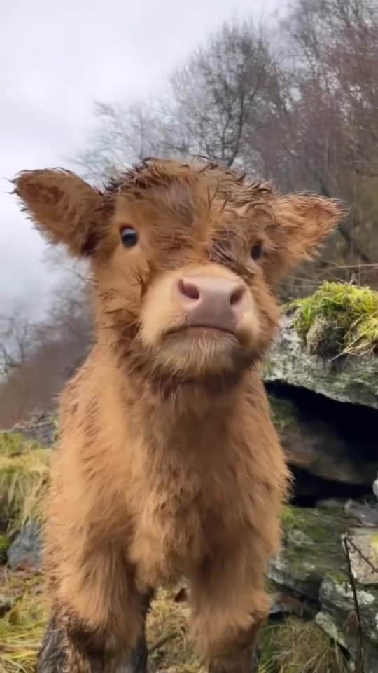 Beautiful Nature & Animalsのインスタグラム：「Tag someone to make them happy 😍 Fluffy little cow By @hmgaard」