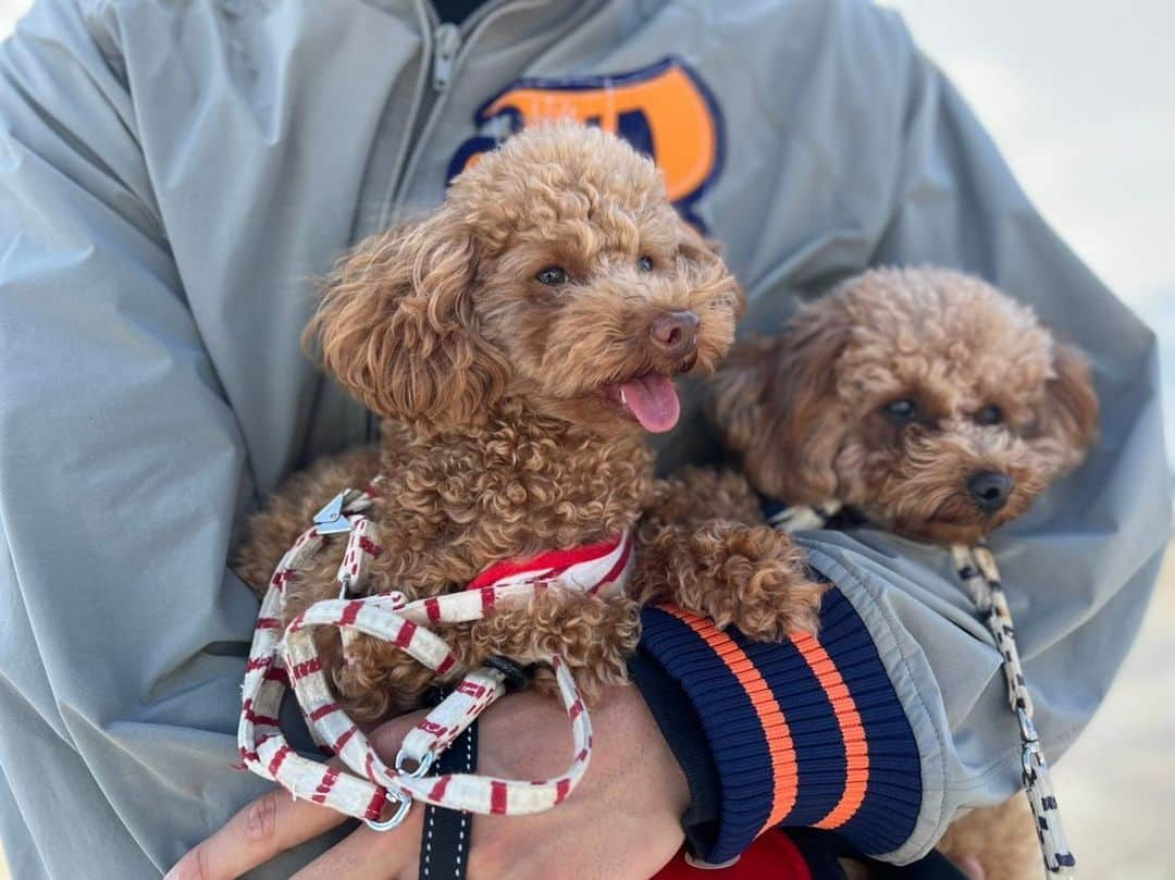 菊池流帆さんのインスタグラム写真 - (菊池流帆Instagram)「🐶☀️🏖  #てくてく #歩くよ #ハム太郎 #とっとこー #走るよ #ハム太郎 #大好きなのは #ひまわりの種」11月29日 12時37分 - davidryuho49