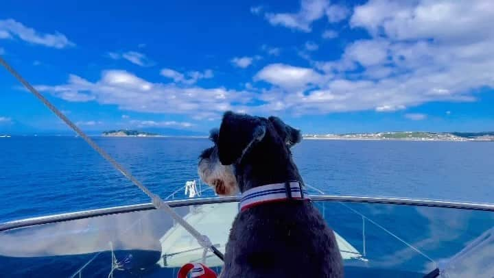 小林悠輔のインスタグラム：「. 🐶🛥🌊」