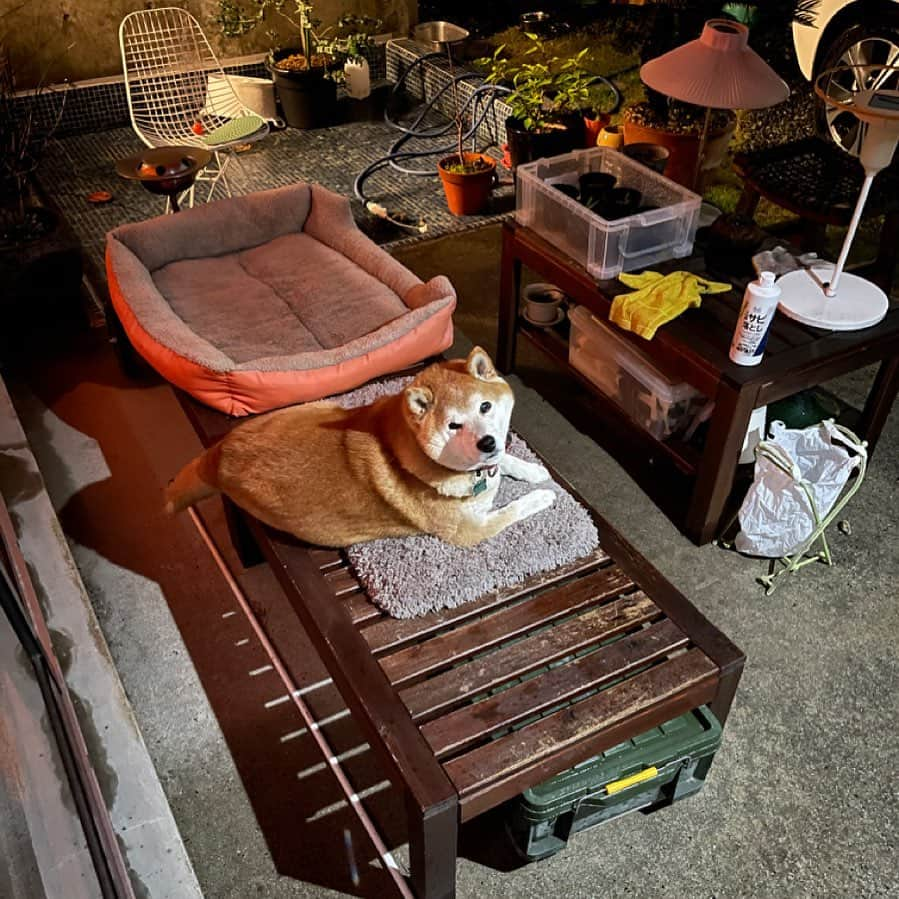 柴犬 たろのインスタグラム：「🧡 タロちゃんが第3ベッドに寝てました🥹 ここ数週間、高さがあるから寝てなかったのか？ 自力で駆け上がって寝る体力が戻ってきたみたい❤️ 嬉しい😂 ぼちぼち回復してますね❤️‍🩹」