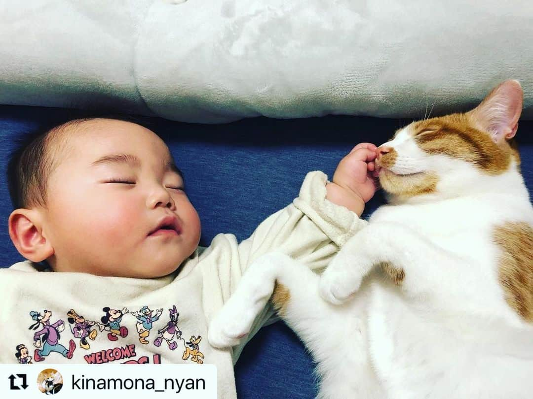 Purina Mon Petit Japanのインスタグラム