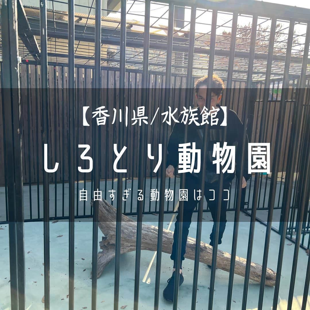 金谷一興さんのインスタグラム写真 - (金谷一興Instagram)「こんにちは✨  香川県にある動物園やけど 大阪から車で2時間ピッタリで 行ける動物園🐘  魅力は 自由すぎる動物園。 すごいよ。  動物園内にヤギやウサギが歩き回っている。  この時代だけど ガッツリ動物と触れ合いできる。  ▶︎1枚目 俺がお出迎え  ▶︎2枚目 ゾウもエサあげれるよ。 バナナがお好き🍌  ▶︎3枚目 キリン 人参がお好き🥕  ▶︎4枚目 ヤマアラシ みかんが好きみたい。皮は残すよ🍊  ▶︎5枚目 カピバラの赤ちゃん  ▶︎6枚目 リス猿の赤ちゃん🐒 抱っこしてミルクあげちゃった💕  ▶︎しろとり動物園  開園時間 9:30〜17:00（入園は16:00まで） ※季節により若干異なります。  所在地 香川県東かがわ市松原2111番地  ————————————  💡主に旅の情報を発信してます。  『ココ行きたい』 『ええやん』 と思った方はトントン2回おして イイね♡よろしくお願いします。  保存ボタンおしていただけると 嬉しいです。  他の投稿も見たいなと感じた方は @ikko_contiforce を見てね✨  ————————————  #しろとり動物園 #動物園#香川観光#四国観光#香川旅行 #四国旅行#社長#コンティフォース」11月30日 7時50分 - ikko_contiforce