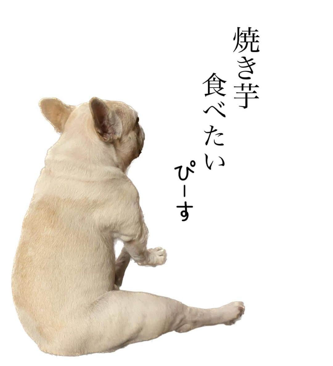テレビ東京「どうぶつピース‼︎」さんのインスタグラム写真 - (テレビ東京「どうぶつピース‼︎」Instagram)「美味しい季節になりました🍠  気付いたら、フェスが終わっていました。 ハニーチーズは人間用じゃないかなぁ。  #ぴーす君 #フレンチブルドッグ #焼き芋 #塩分糖分に注意」11月30日 0時06分 - doubutsupeace