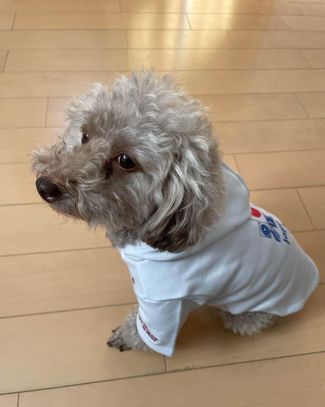 大前元紀さんのインスタグラム写真 - (大前元紀Instagram)「現在日本中が熱くなっているワールドカップカタール大会の公式グッズが  @urbandogtokyo   さんより発売されています！！  愛犬と一緒の洋服で日本代表を応援しましょう🙆‍♂️ スペイン戦頑張れー！！🇯🇵  #urbandogtokyo  #ペットと楽しむワールドカップ」11月30日 16時35分 - genki_omae10