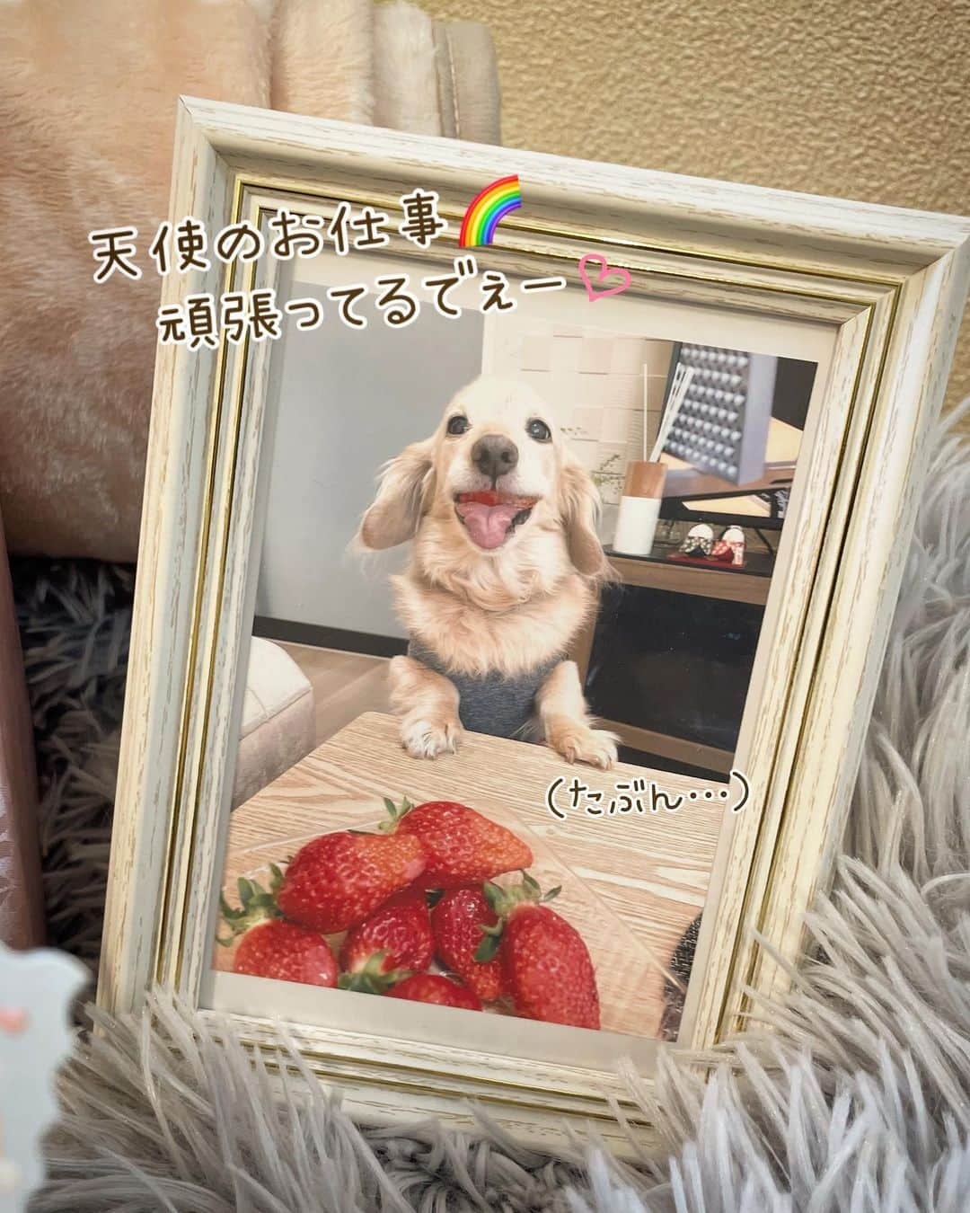 チズさんのインスタグラム写真 - (チズInstagram)「天国からの…🌈 お届け物🎁  いや、  間違えた…  #神戸市獣医師会 様からのお届け物🎁 生前、申し込んでいた📝 #長寿犬表彰 が 動物病院から届きました😍👏  諸先輩方🐶🐶🐶がInstagramに のせていた投稿をみて いつか…いつかマロンもと 対象年齢の16歳になってすぐに 動物病院の先生にお願いしました😆  まさか、虹の橋🌈を 渡ってしまうと思ってなかったけど 一生懸命に犬生を全うした １６年8ヶ月 その証をこの様な形で残すことが 出来て本当によかった🥹👏  マロ君嬉しいなぁ🐶💕 おめでとう㊗️🎉🎊  今頃、お空でみんなに 自慢してまくってそうです😅笑  お友達のみんなぁ〜 マロンの分まで生きて表彰状🎖️もらってねぇ😆💪  #ご長寿表彰 #長寿表彰 #長寿祝い  #家宝がふえました ♡ #チビマロ#愛犬の死 #虹の橋 🌈#虹組さん  #Ｍダックス#ダックス#ミニチュアダックス#腎臓病犬#親父犬#シニア犬#ミニチュアダックスフンド #ミニチュアダックスクリーム#短足部 #兵庫犬#短足犬#カニンヘンダックス #ダックス16歳#カニンヘンダックスフンド#老犬との暮らし#老犬ダックス#シニアライフ#犬は家族#犬のいる生活#インスタでわんこみるのが日課 ♡♡」11月30日 14時12分 - sqi.chizu