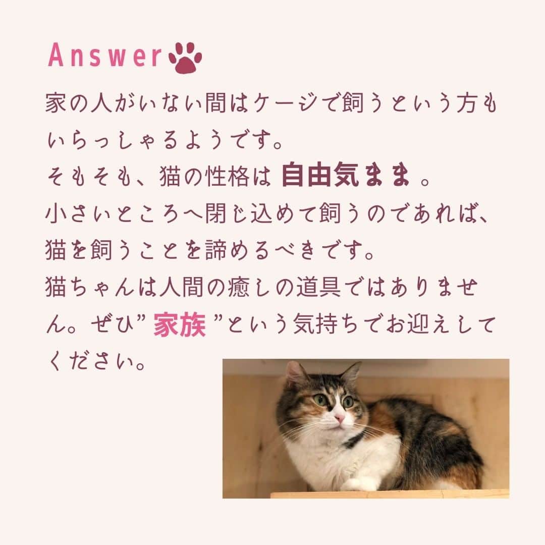 くらしく 福井 で暮らす女性のための情報サイトさんのインスタグラム写真 - (くらしく 福井 で暮らす女性のための情報サイトInstagram)「福井のプロによるお役立ち情報を発信中！⁣ 他の投稿やフォローはこちらから 👉 @and_fukui_⁣ ⁣ *・。*・。*・。*・。*・。*・。*・。*・。*・。⁣ ⁣ 福井在住のプロが教える！【猫を飼うときに知っておいてほしいこと】⁣  フォロワーの皆さんへのアンケートで一番票数が多かった質問に、福井在住のプロが答えてくれる！⁣ ⁣ 今回の回答者は、 特定非営利活動法人 しあわせにゃん家さん！ ⁣@shia_nyan  *・。*・。*・。*・。*・。*・。*・。*・。*・。  「猫ちゃんは家と外を自由に出入りできる環境で飼う」というのが10年以上前の主流でしたが、現在、しあわせにゃん家では完全室内飼いをお願いしています。  外に出ることで、大怪我をして病気がうつったり交通事故に遭ったりする危険性があります。また、飼い猫ちゃんは一度迷子になると外で生きていくことができません。  野良猫になって、ガリガリの状態で保護する子も多いので、脱走防止策などを考えたうえでお迎えすることをおすすめします。   家の人がいない間はケージで飼うという方もいらっしゃるようです。 そもそも、猫の性格は自由きまま。 小さいところへ閉じ込めて飼うのであれば、猫を飼うことを諦めるべきです。 猫ちゃんは人間の癒しの道具ではありません。ぜひ” 家族 ”という気持ちでお迎えしてください。  よくご相談で、どこでも爪研ぎをする、人間の手を噛む、とおっしゃる方がいます。 爪研ぎは猫の習性なので、やめさせることは難しいです。 お家は汚れますし、ボロボロになります。そこはしっかり理解しておいていただかないといけないと思います。  人間の手を噛んだりするのは愛情で、甘えている証拠です。  子猫時代はママ猫がグルーミングして、カミカミしながら子育てをします。  そこから少しずつ大きくなり、兄妹で遊びながら甘噛みをするようになっていきますが、小さいうちに兄妹と離れてしまうと、どこからが痛くてどこからが痛くないかがわからないまま成長してしまいます。  人間の手を噛まないようにする、というのは難しいかもしれません。 ただ、大きくなっていくと少しずつやんちゃな性格も落ち着いてきますので、それまでは自分のことを大好き！と思ってくれているんだな、という気持ちで猫ちゃんと接していただけると嬉しいです。  *・。*・。*・。*・。*・。*・。*・。*・。*・。⁣  ⁣幸せな福井の暮らしを応援。⁣ ⁣ 福井県で活躍する各分野のプロフェッショナルたちが、あなたが抱える疑問や悩みを解決。⁣ ⁣ 毎日のくらしをより豊かで楽しく過ごすためのお役立ち情報をお届けしています。⁣ ⁣ *・。*・。*・。*・。*・。*・。*・。*・。*・。⁣ ⁣ #しあわせにゃん家 #保護猫 #猫カフェ #福井猫カフェ #保護猫シェルター #猫好きさんと繋がりたい #子猫のいる生活 #andfukui #あんどふくい #福井 #福井県 #福井市 #鯖江市 #越前市 #大野市 #勝山市 #坂井市 #あわら市 #敦賀市 #小浜市 #福井ママ #福井子育て #福井子連れ #福いいネ」11月30日 19時28分 - and_fukui_