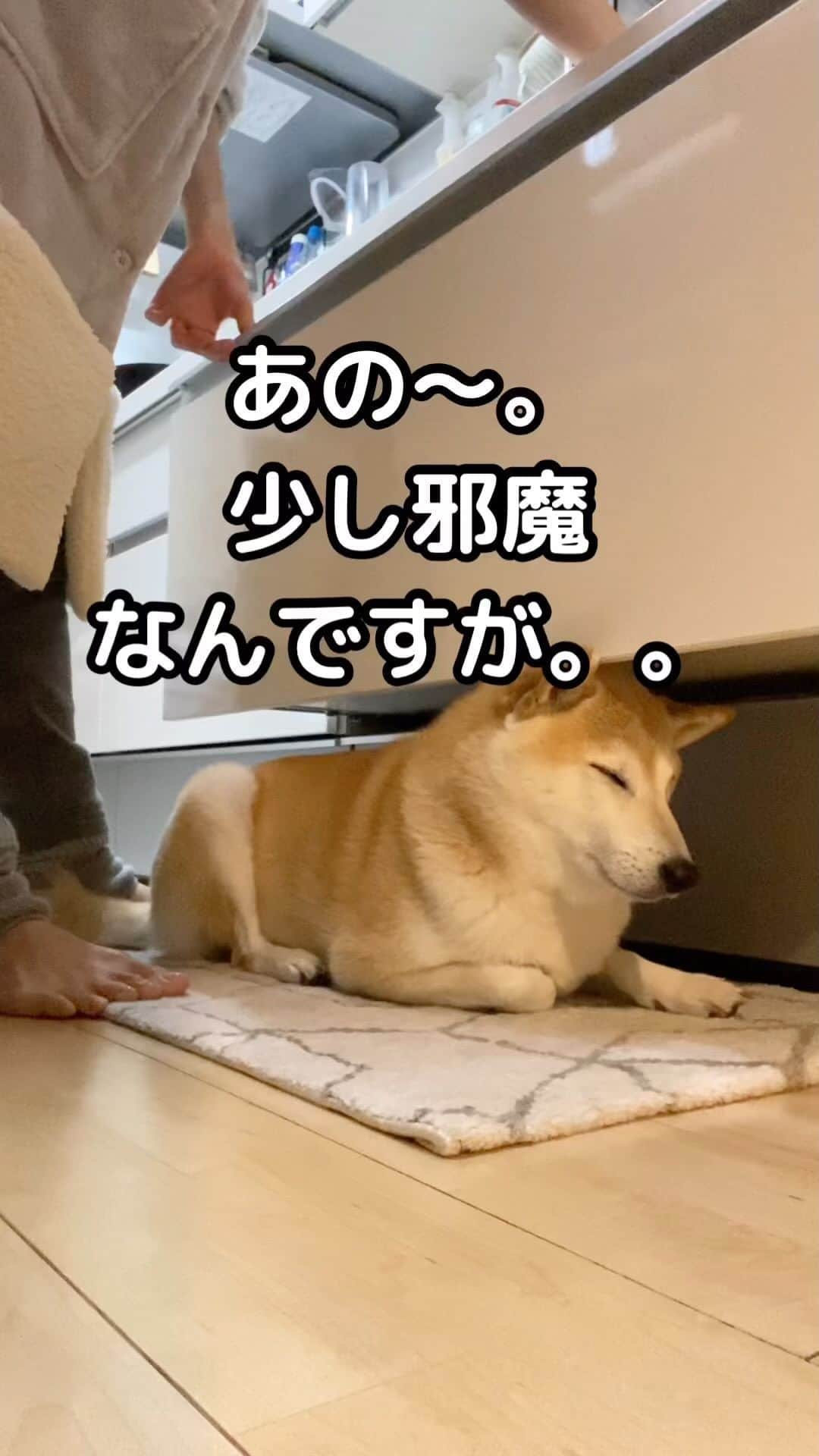 柴犬Mamesuke・Korosuke??大阪のインスタグラム：「邪魔可愛いヤツめ❤️ 🐾-—*-—*-—*-—*🐾 #邪魔可愛い #MameKoro #豆コロ #柴犬と子供 #犬と子供 #チャリちゃん見守り隊 #子守犬 #豆柴 #柴犬 #赤柴 #豆介 #コロ介 #shibagram #shibastagram #shibainu #shiba #🐕📷」