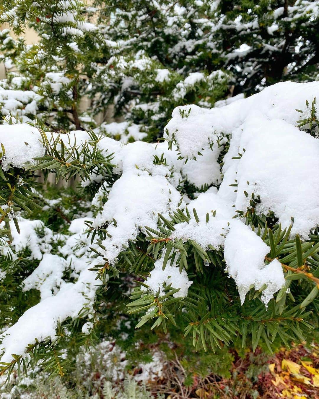 山下彩耶のインスタグラム：「明日から12月 ⛄️🌿」
