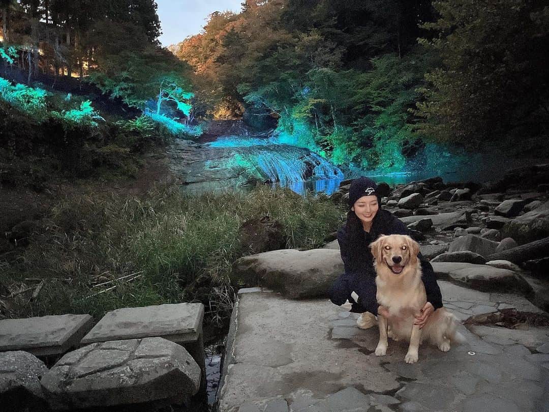 KIKIのインスタグラム：「ひっちゃん🐶とお出かけ〜🫶  #犬  #ゴールデンレトリバー」