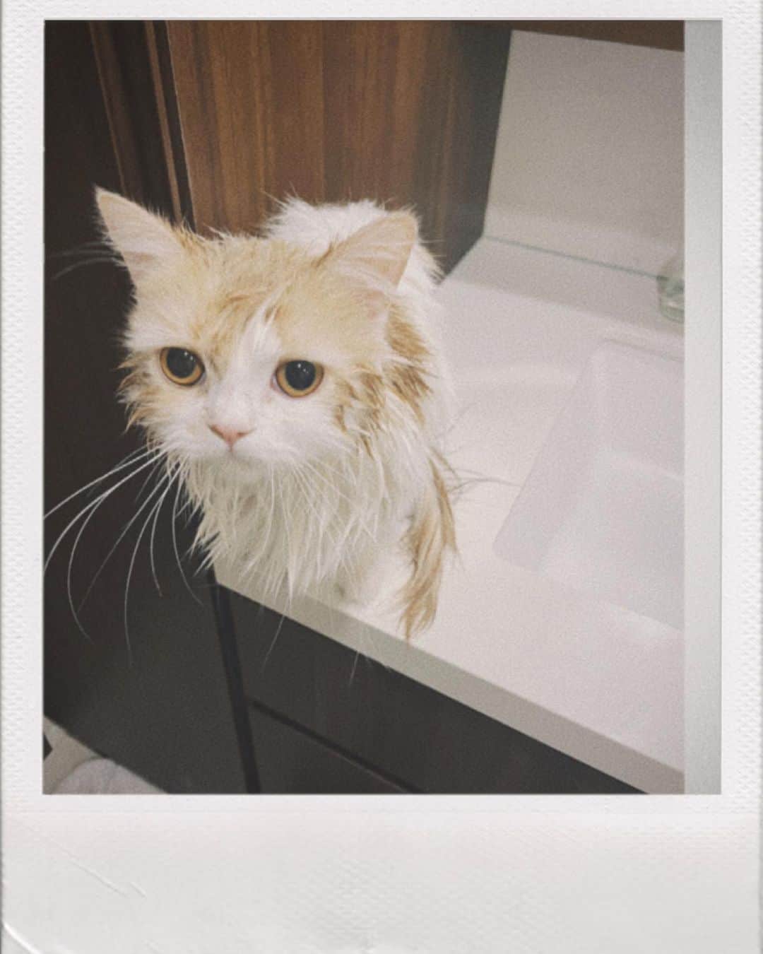 芹澤優のインスタグラム：「🐈  お風呂入れた〜 可愛いすぎてる  🤍 🤍 🤍  週末はプリライだーー！！」