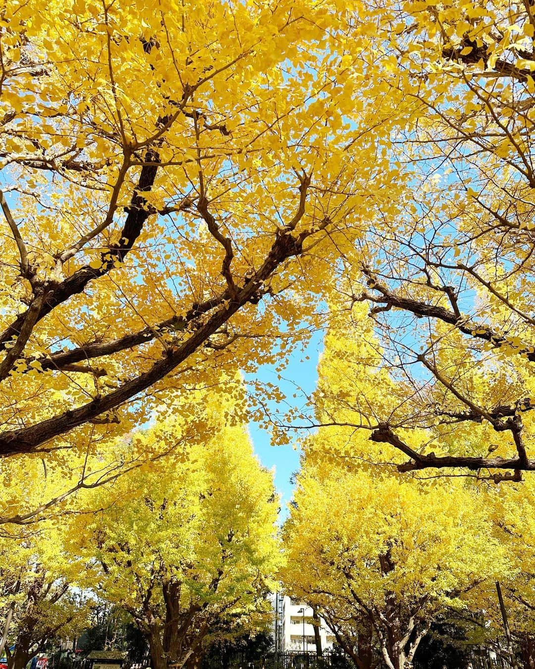 小熊倫実さんのインスタグラム写真 - (小熊倫実Instagram)「🍂🍂🍂 ⁡ 📍 外苑前銀杏並木 ⁡ よくインスタで見かけてずっと憧れだった 外苑前のいちょう並木👩🏻‍🎨🍂 幸 ⁡ 生でみる銀杏並木は想像以上に 大迫力で本当に綺麗だった､､！⁡ 今頃はもうどんどん散り始めてるのかな🥺💭 ⁡ あっという間に11月もおしまいで 今年の期間もアイドル人生ものこり1ヶ月💌 ⁡ 最後の1ヶ月もいっぱいの だいすきなみんなと素敵な瞬間を すごせますように🫶🏻💐 ⁡ #外苑前銀杏並木 #外苑前いちょう並木  #銀杏並木 #イチョウ #🍂 #🌳 #👩🏻‍🎨」11月30日 23時57分 - tsugumi_oguma2929