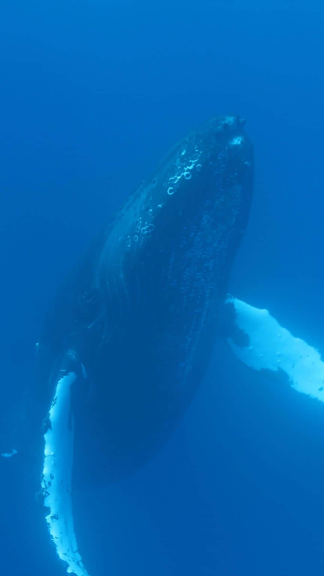 And Youのインスタグラム：「Hurry and ride this wave like these #whales with our special promo! 🐳🌊🐋 Link in bio fam! 😎  . . . #adventure #whalewatchinghawaii #whalewatching #whaleseason #whalesandyou #whaleshawaii #oahu #oahuhawaii #marinelifr #oahutours」