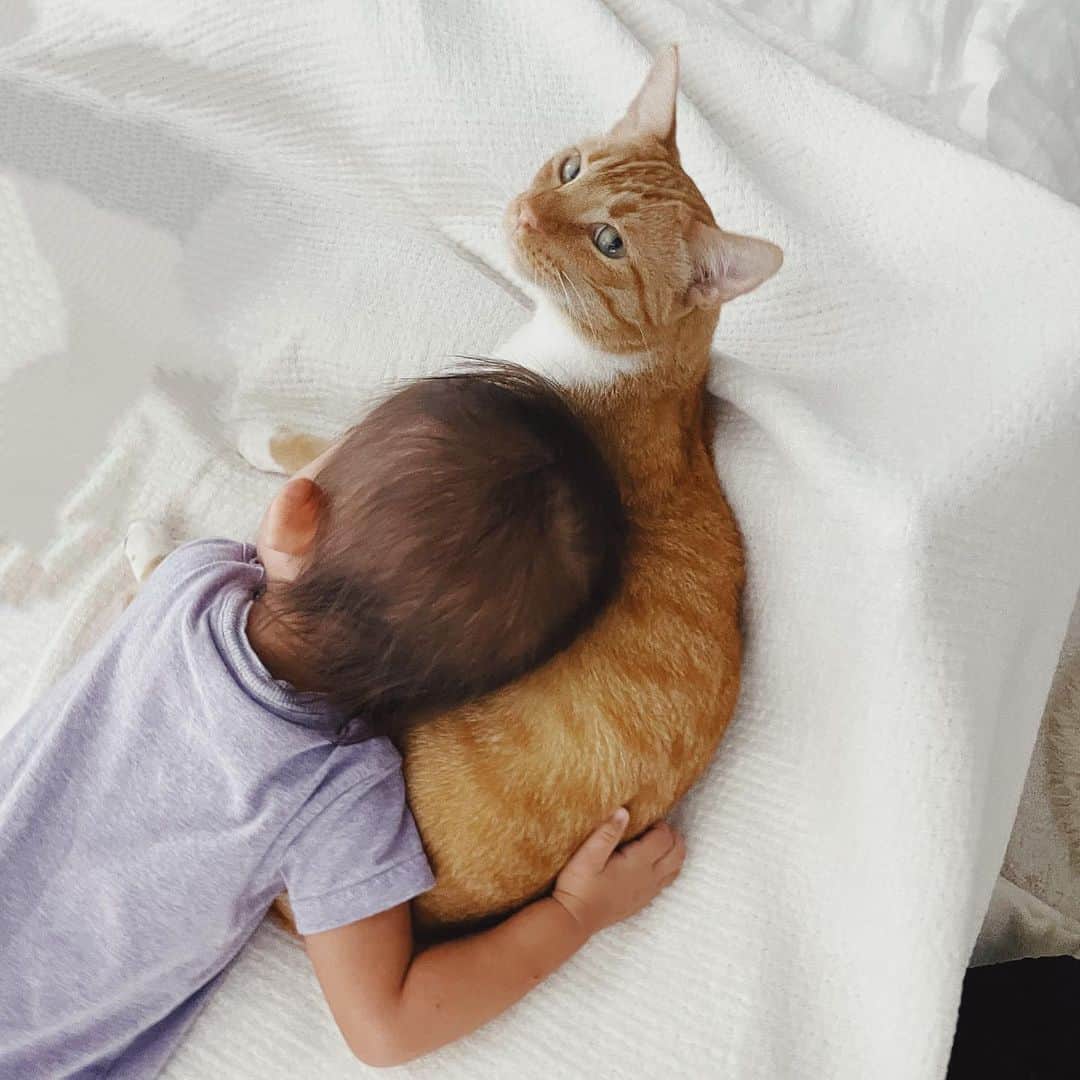 吉川ひなののインスタグラム：「動物にもみんなそれぞれ性格があるけど、amberは本当に優しい。  おやつを手に持って高いところであげるとき、ぴょんっと起き上がって手と手で挟んでおやつをキャッチするんだけど、そのときamberだけは絶対に爪を出さない。だからポスポスって言われてる。 同じことをスノとジンちゃんにしたら、爪のフックにがっつり捕まる笑  それに、amberが家族に怒っているところを一度も見たことがない！  それどころか、ベビ子がぐずってわんわん泣いているとき、わざわざ心配そうな顔してベビ子にスリスリしに行ってくれるの。 バシバシ叩かれても、ぎゅうっとつねられても、まだ赤ちゃんだもんね、大丈夫だよって顔をして我慢してるの🥹 それで、状況を見て大丈夫そうになったら離れていく。それまではいてくれる。 こんなネコ見たことない。  優しいamber  もちろん、あんまり優しくない（笑）スノもジンちゃんもおんなじように大好きだけどね  今日は優しいamberのご紹介でした☺️🤍」
