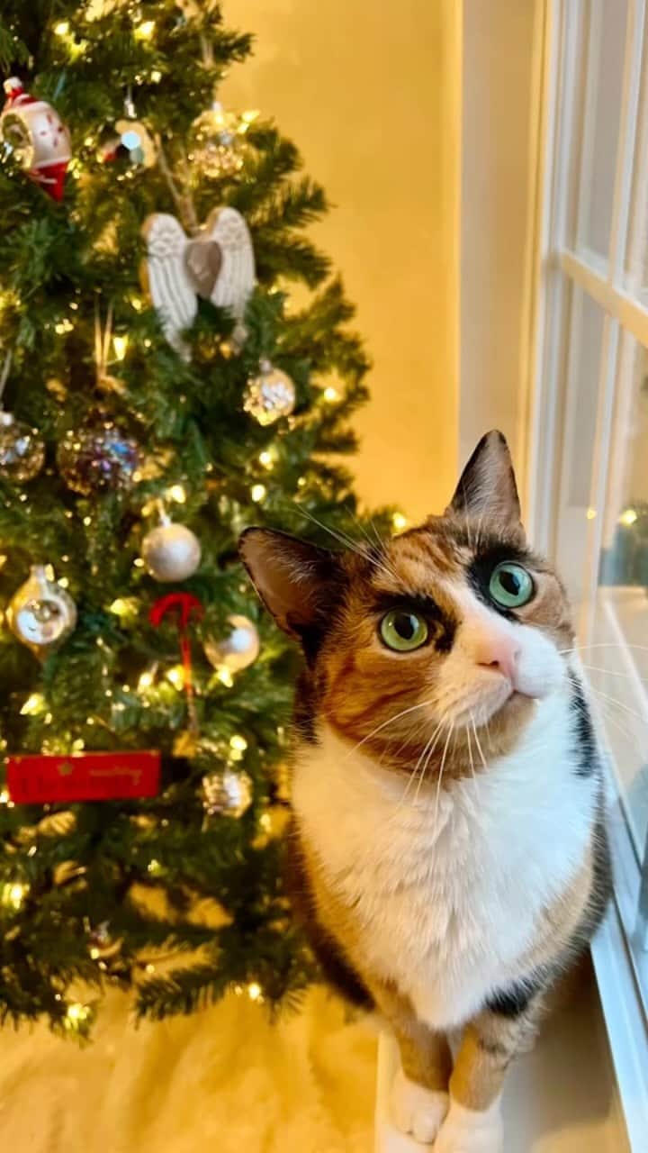 のインスタグラム：「Call me an angel & stick me on your tree!🎄  #christmastree #christmascatsofinstagram #catsofinstagram #calicocatsofinstagram」