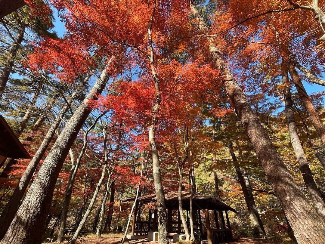 荒木美穂さんのインスタグラム写真 - (荒木美穂Instagram)「* * 紅葉が綺麗な季節の終わり。 あと1ヶ月で今年も終わり。 もう12月だなんて、、、 年々、時間の流れが速く感じる〜😌 *  #やまなし紅葉さんぽ」12月1日 20時33分 - mihokitty34