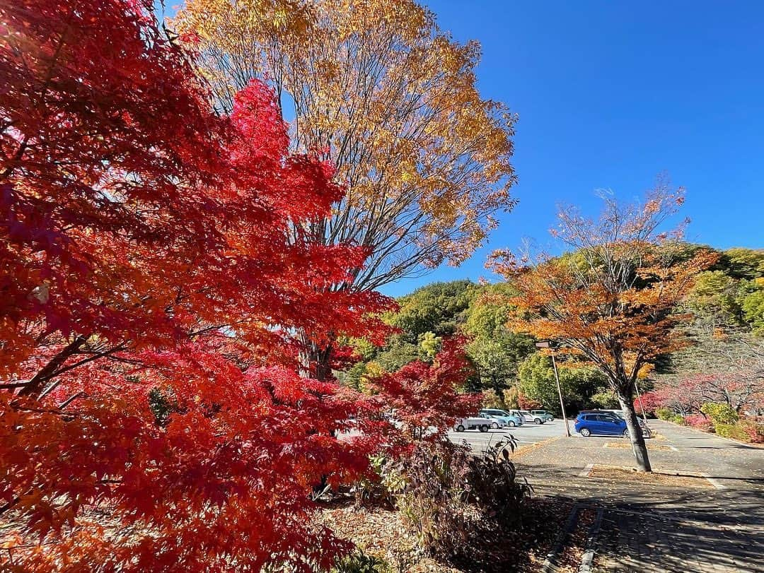 荒木美穂さんのインスタグラム写真 - (荒木美穂Instagram)「* * 紅葉が綺麗な季節の終わり。 あと1ヶ月で今年も終わり。 もう12月だなんて、、、 年々、時間の流れが速く感じる〜😌 *  #やまなし紅葉さんぽ」12月1日 20時33分 - mihokitty34