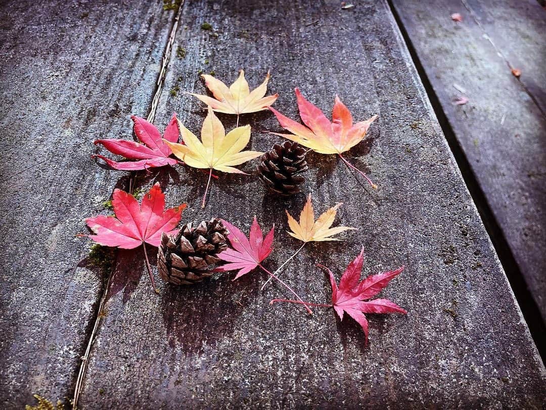 荒木美穂のインスタグラム：「* * 紅葉が綺麗な季節の終わり。 あと1ヶ月で今年も終わり。 もう12月だなんて、、、 年々、時間の流れが速く感じる〜😌 *  #やまなし紅葉さんぽ」