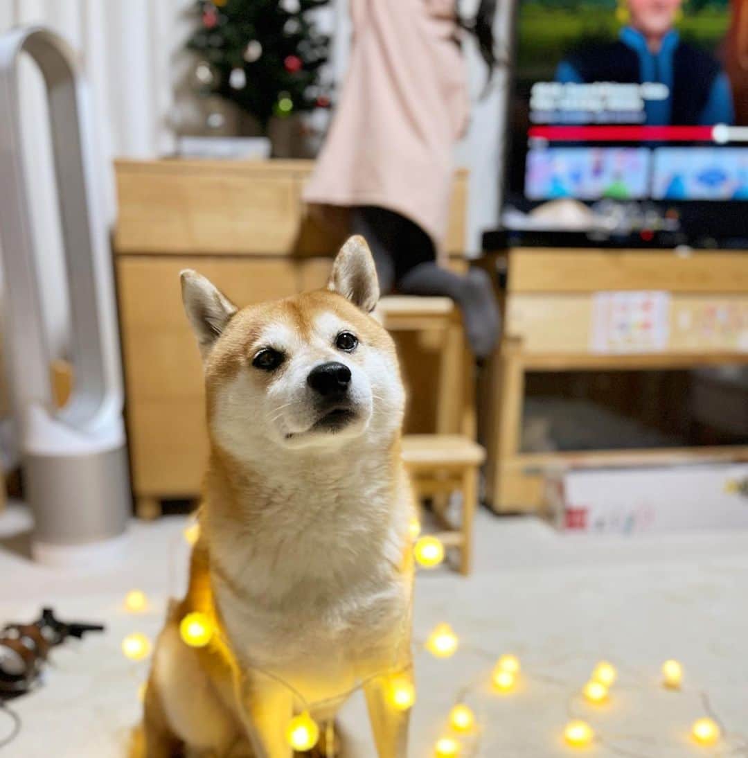 せんべえのインスタグラム：「ぼかぁツリーじゃないんですけど？ #せんべえ #柴犬 #shibainu  #クリスマスツリー #今年は出すの早かった #今年は」