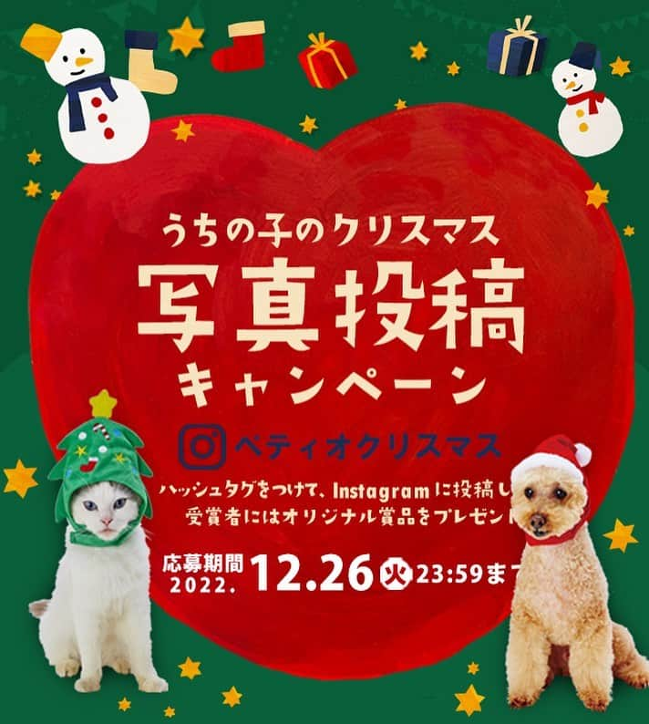 Petioのインスタグラム：「\キャンペーンのお知らせ🎄/ うちの子のクリスマス写真投稿キャンペーンSTART📢✨  今年で第7回目となる 『うちの子の写真投稿キャンペーン』🐶🐱  テーマはクリスマス🎄🎅🎁✨ キャンペーンハッシュタグ 『#ペティオクリスマス 』 をつけてクリスマスにちなんだうちの子の写真を投稿してね📷 投稿された写真の中から抽選で世界に1つだけの「うちの子オリジナルグッズ」やPetio BOXをプレゼント🎁  @petio_ をメンションしてくれると当選確率UP😆  期間中お1人様何回でも参加可能なので たくさん投稿してステキなプレゼントをGETしてね🐶🐱  __________________________ ●応募方法 ①Petio公式Instagramアカウント[ @petio_ ]をフォロー！ ②ハッシュタグ #ペティオクリスマス をつけて、 　クリスマスをテーマにしたかわいいうちの子写真を投稿📷  💡@petio_ をつけると当選確率UP! ※Petio賞への入選はPetioアイテムと一緒に撮影した画像に限ります  __________________________ ●応募期間 2022.12./26 23:59まで __________________________  ▼詳しくはこちらかプロフィールのリンクからご確認ください https://fs.petio.com/campaign/uchinoko2022/christmas/  みなさんのたくさんのご応募お待ちしています🐶📷🐱✨  　  #ペティオ #petio #写真投稿キャンペーン #キャンペーン #campaign #christmas #クリスマス #xmas #うちの子 #いぬ #犬 #イヌ #ねこ #猫 #ネコ #ペット #dog #cat #pet #photo #かわいい」