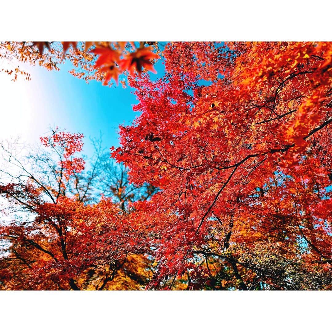 Takama Shibataのインスタグラム：「#北野天満宮 🍁🍂🍃  #日本 #japan #京都 #kyoto #紅葉 #空 #sky #綺麗 #景色 #scenery #素敵 #beautiful #自然 #nature」