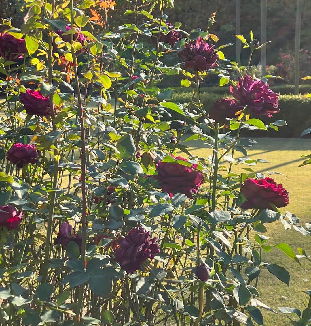 加藤賢崇さんのインスタグラム写真 - (加藤賢崇Instagram)「こないだ、ザ・プリンスという名前の紫色のバラを見た。 狙うのなら、パープルレインという名前でもよかったじゃないか！と思ったけど、もしかしてすでにあるのかもしれない。」12月1日 12時08分 - kenso1978