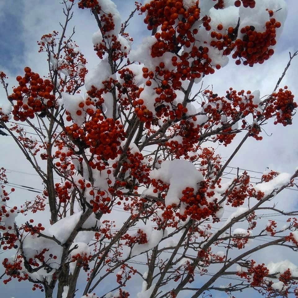 小原汰武さんのインスタグラム写真 - (小原汰武Instagram)「ほぇー。 今年もあっちゅうまに12月❄️ 皆様、最後まで一生懸命生きていきましょっ⚪️  3枚目の写真は函館の祖母が送ってくれました。 ナナカマドっていう縁起の良い木なんだって。お裾分け。 んで、雪凄いらしい。  #いちょう並木  #ななかまど」12月2日 16時13分 - taimuuuuu
