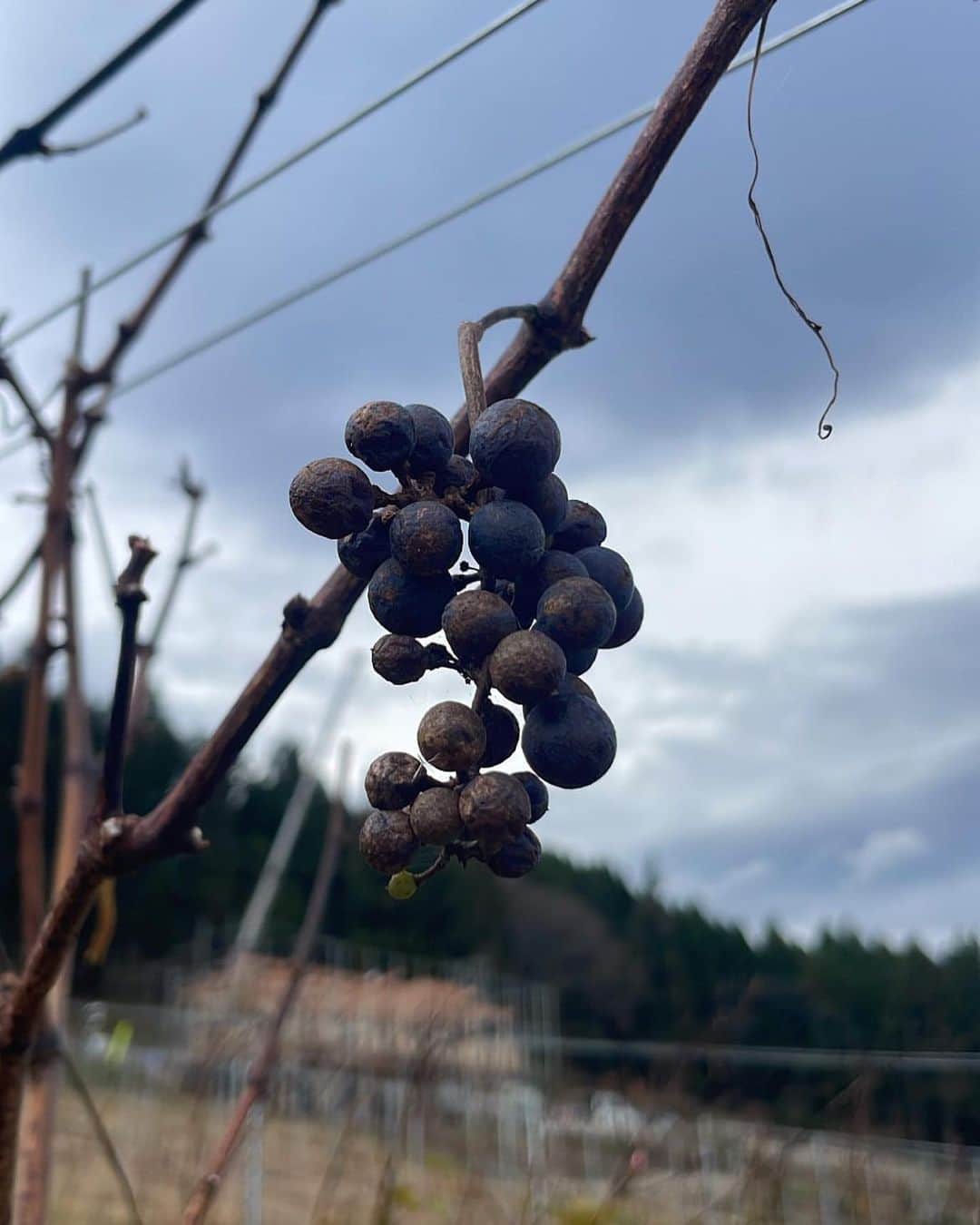 関口佳乃のインスタグラム：「_🦐  来年はどんなブドウができるんだろう どんなワインになるんだろう  #福島 #吾妻山麓ワイナリー #エビフライの木」