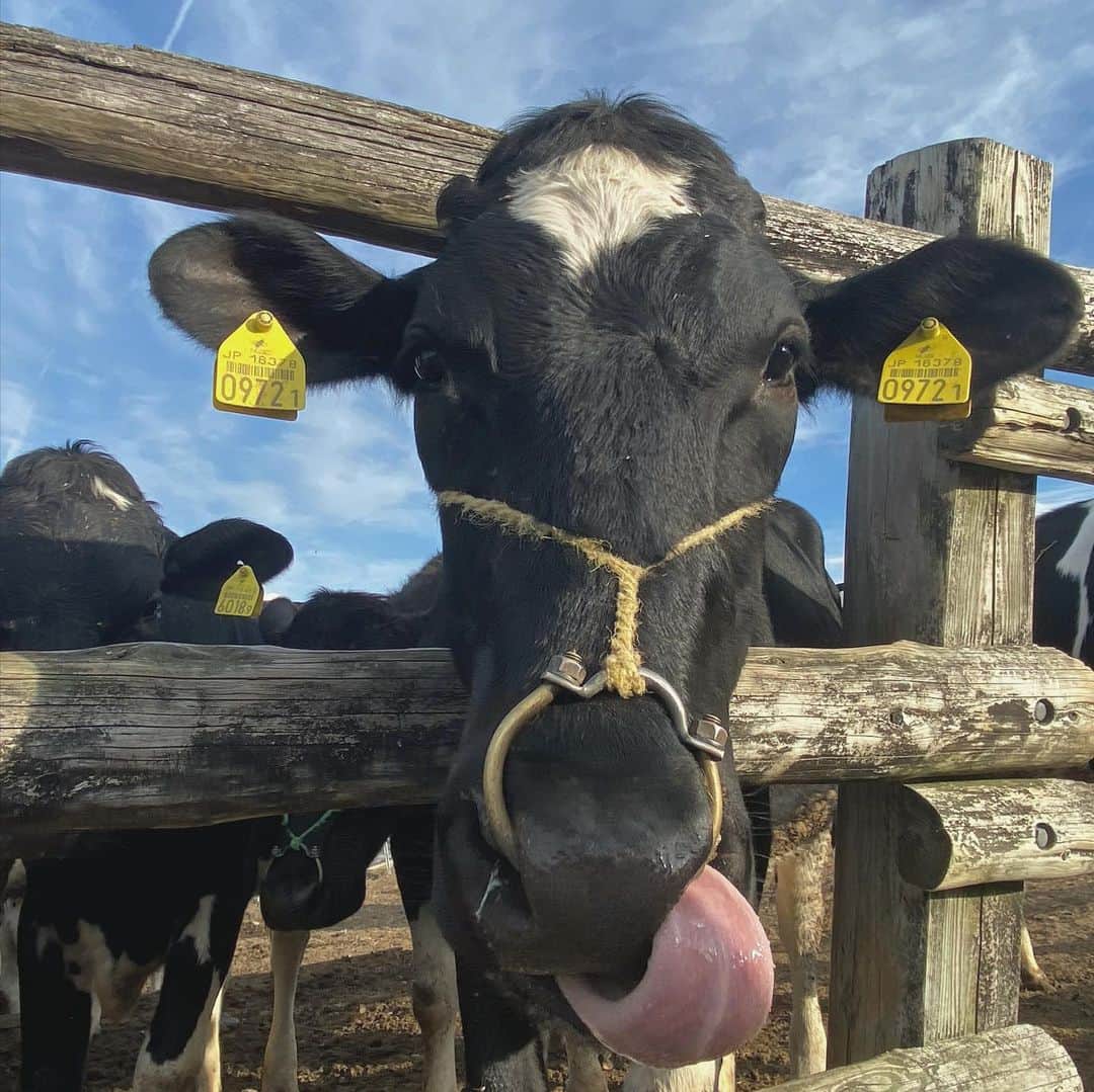 成重優梨のインスタグラム：「年に1回は行くもーもーらんど🐄」