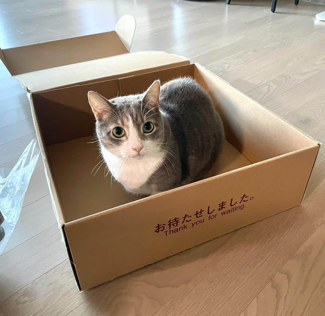 パク・ミンジのインスタグラム：「오래 기다려서 받은 고앵이🐱 ネコ配達 💜」