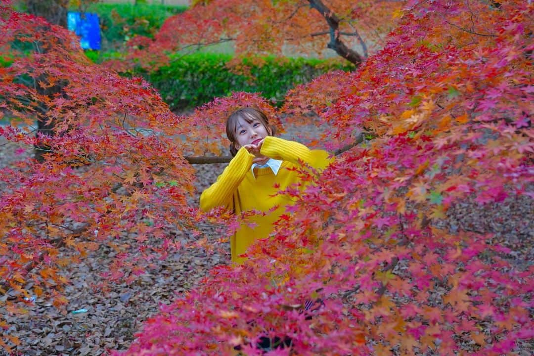 加藤育実さんのインスタグラム写真 - (加藤育実Instagram)「今年の秋も楽しかった🍁  日本の四季と貴方と、これからも沢山思い出を残していきたいな☺️📸✨  #加藤いくみ #ポートレートモデル  #撮影会」12月2日 18時19分 - katoikumi193