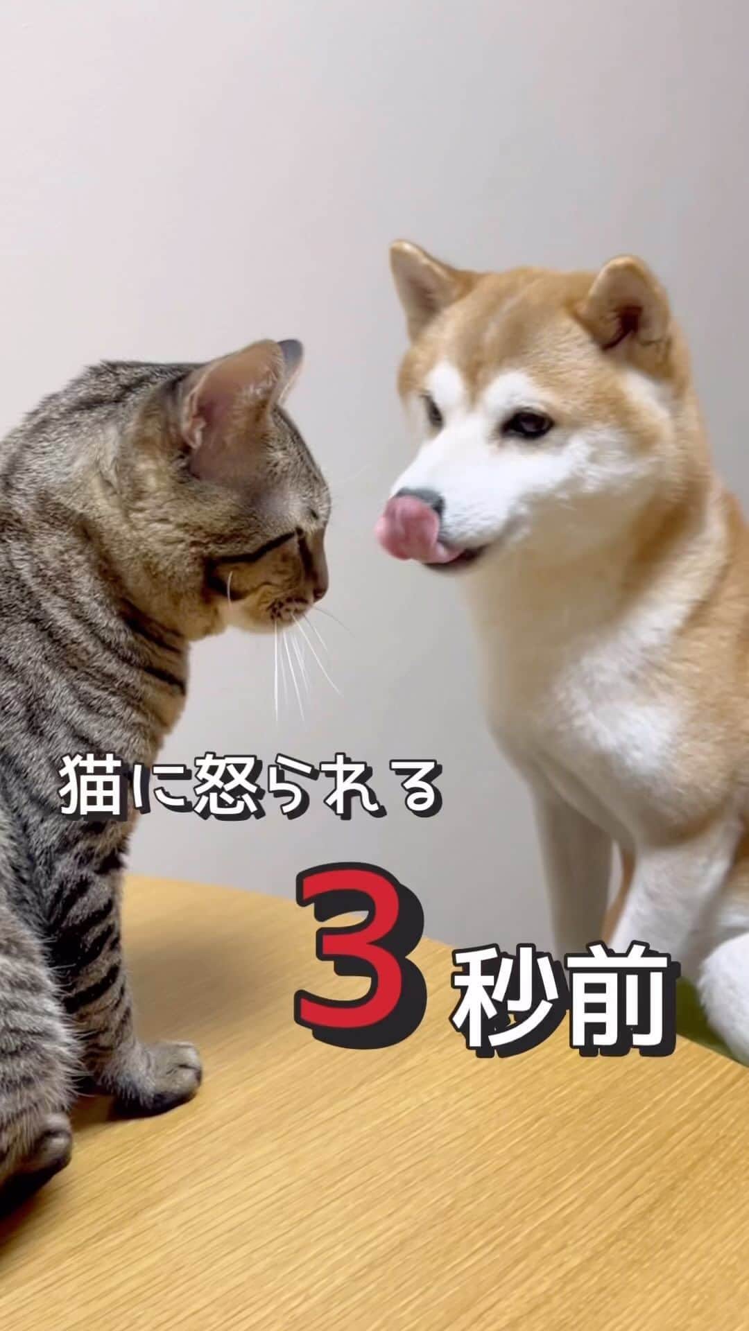 ゆうとろ（柴犬ゆうと猫のとろ）のインスタグラム：「2022.12.02. とろを舐めようとしたら、珍しく猫パンチで怒られた🤣 普段強気なくせに、怒られると飼い主に助け求める打たれ弱いイッヌ。 　 #ゆうの重たい愛情シリーズ  #多頭飼いの幸せ  #柴犬部 #猫バカ部  #shibastagram  　 🐕Yu…Shiba ,♂, 2015.06.09, 7th 🐈Toro…Bengal×AMS,♂,2015.07.11,7th  きゅんとしたらコメント欄に『❤️』スタンプでリアクション貰えると嬉しいワンニャン🐶😸💕 　 他の投稿も気になった方は @yuandtoro をチェックしてね☑︎」