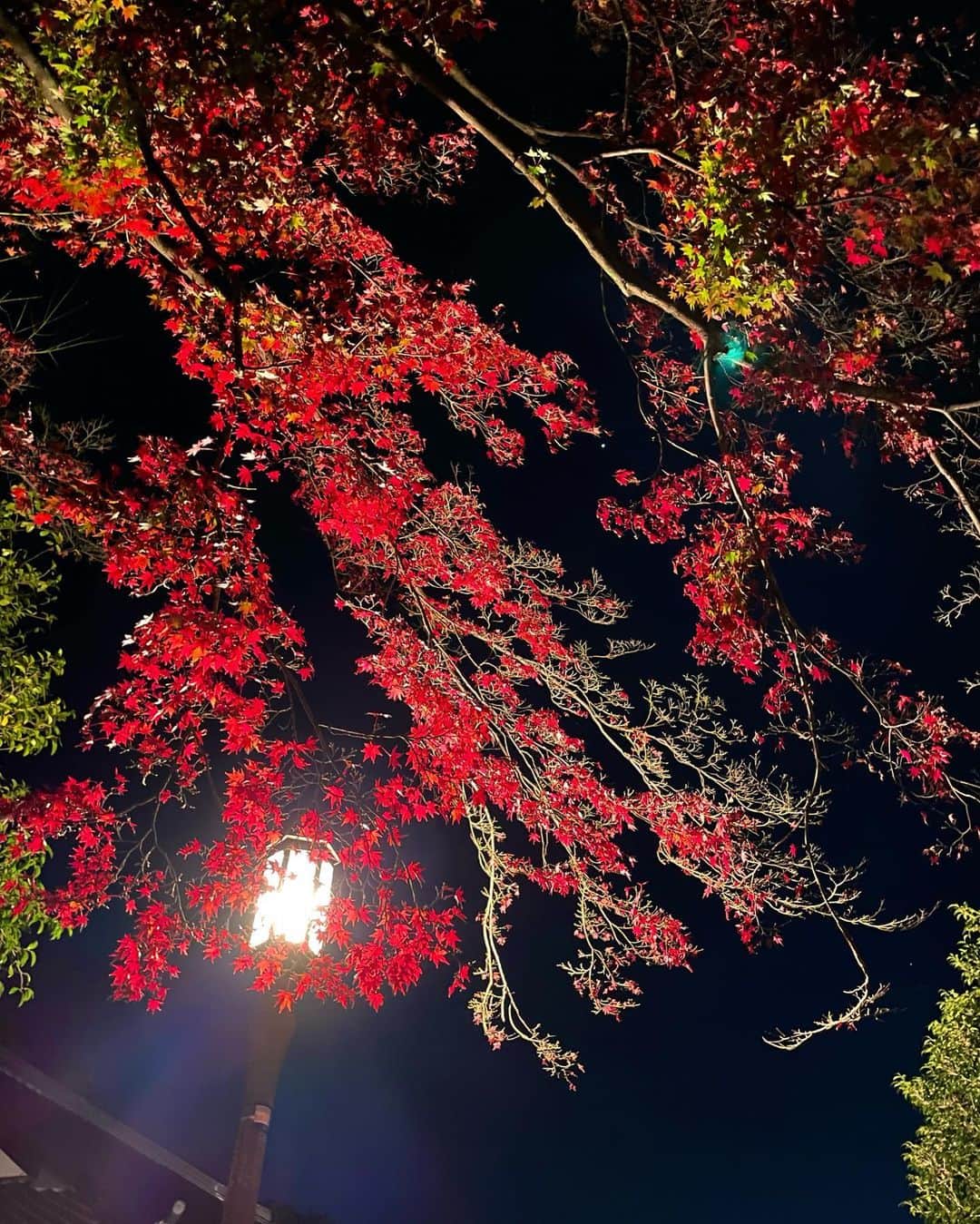 月野有菜さんのインスタグラム写真 - (月野有菜Instagram)「最近見た紅葉🍁  水面に映る逆さ紅葉が素敵😌 ライトアップもプロジェクションマッピングもすごく綺麗でした~!!」12月2日 20時45分 - yuna_tsukino920