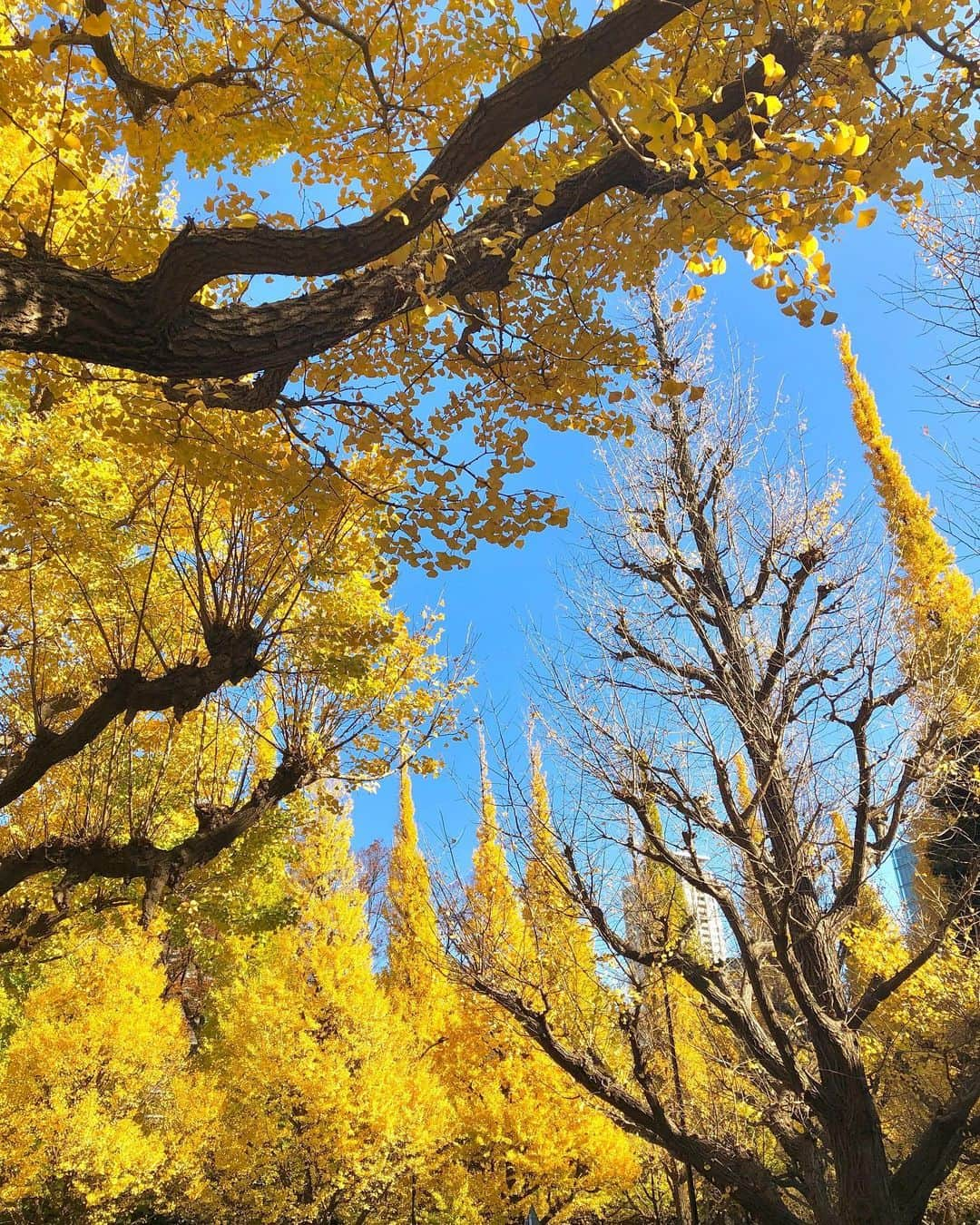 中岡龍子さんのインスタグラム写真 - (中岡龍子Instagram)「.🍂🍂🍂 先週紅葉を観に行った時の写真です！ 日差しが眩しすぎて自撮りの顔が😂  その翌日突然腰の激痛で歩くことも無理な状態で 投稿どころじゃなかったのであげれていませんでした。。  腰の激痛は年に1〜2回あるのですが、 今回のは今までで一番痛かったです🥀  なんとか歩けるようになってから病院へ行き、 今もまだ重心は傾いてるしまっすぐ立てないですが、 トボトボと歩けるようにはなりました！！  コルセットで締めてたり重心傾いてるせいで 足のむくみが凄いのが本当に嫌なのですが、 まだ少し痛いので無理しないように過ごします。 でも本当だいぶ良くなってきていて 買い物とかも行けているので来週中には治りそうです！  Twitterではこの話をしていたのでご心配おかけしましたが、 回復してきているのでご心配なく！！ 腰を除いては元気です🐉  12月に入っていきなり寒くなったので 皆さんも風邪はもちろん、冷えると身体も硬くなって 私のように関節や筋肉を痛めるので気をつけてください😭」12月2日 22時05分 - ryoko1792