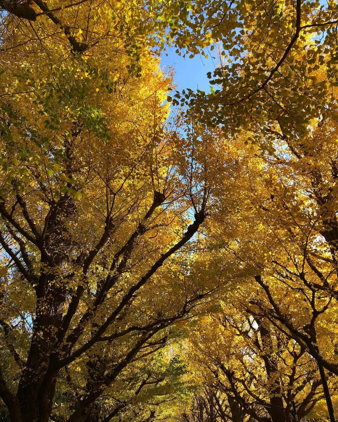 中岡龍子さんのインスタグラム写真 - (中岡龍子Instagram)「.🍂🍂🍂 先週紅葉を観に行った時の写真です！ 日差しが眩しすぎて自撮りの顔が😂  その翌日突然腰の激痛で歩くことも無理な状態で 投稿どころじゃなかったのであげれていませんでした。。  腰の激痛は年に1〜2回あるのですが、 今回のは今までで一番痛かったです🥀  なんとか歩けるようになってから病院へ行き、 今もまだ重心は傾いてるしまっすぐ立てないですが、 トボトボと歩けるようにはなりました！！  コルセットで締めてたり重心傾いてるせいで 足のむくみが凄いのが本当に嫌なのですが、 まだ少し痛いので無理しないように過ごします。 でも本当だいぶ良くなってきていて 買い物とかも行けているので来週中には治りそうです！  Twitterではこの話をしていたのでご心配おかけしましたが、 回復してきているのでご心配なく！！ 腰を除いては元気です🐉  12月に入っていきなり寒くなったので 皆さんも風邪はもちろん、冷えると身体も硬くなって 私のように関節や筋肉を痛めるので気をつけてください😭」12月2日 22時05分 - ryoko1792