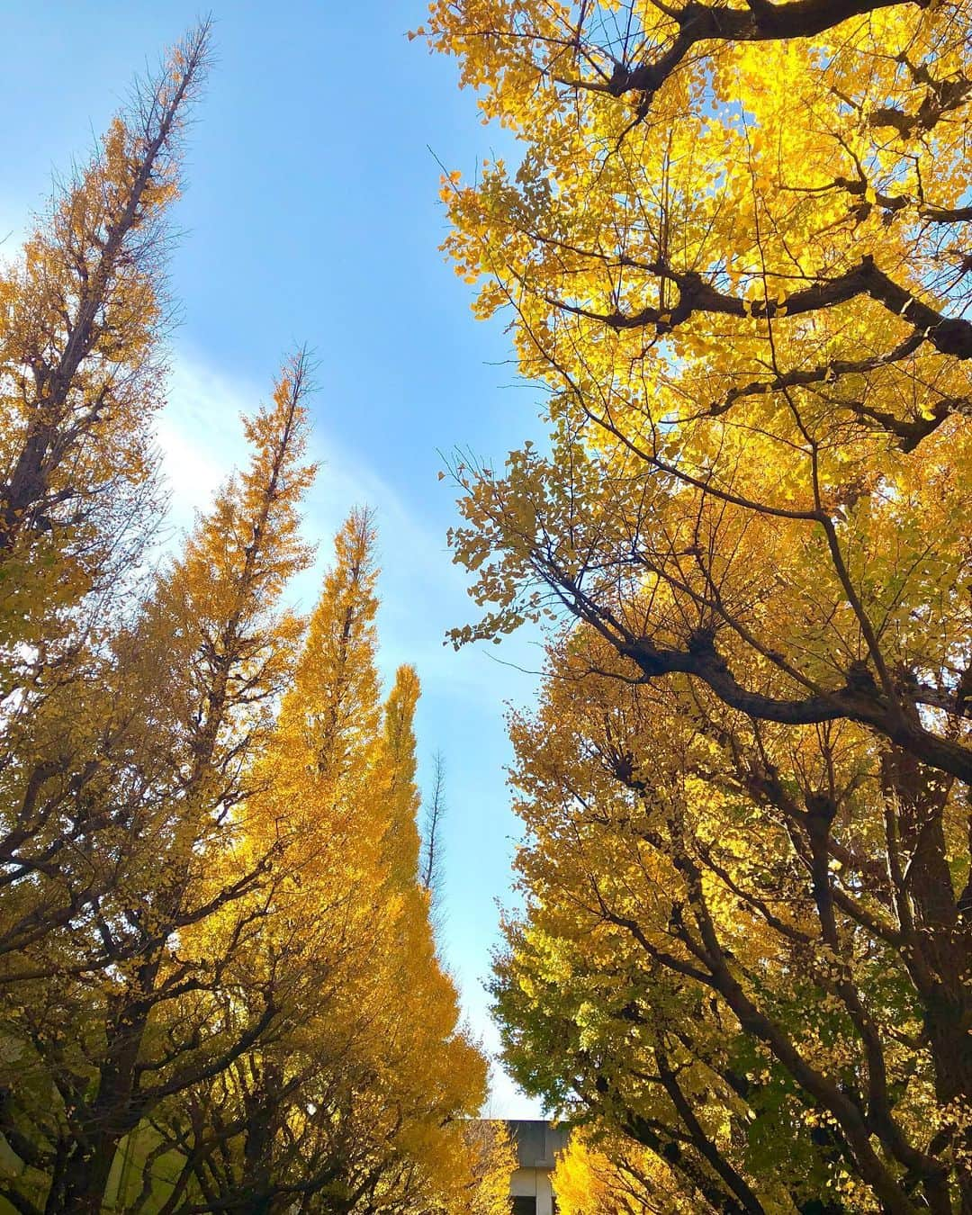 中岡龍子さんのインスタグラム写真 - (中岡龍子Instagram)「.🍂🍂🍂 先週紅葉を観に行った時の写真です！ 日差しが眩しすぎて自撮りの顔が😂  その翌日突然腰の激痛で歩くことも無理な状態で 投稿どころじゃなかったのであげれていませんでした。。  腰の激痛は年に1〜2回あるのですが、 今回のは今までで一番痛かったです🥀  なんとか歩けるようになってから病院へ行き、 今もまだ重心は傾いてるしまっすぐ立てないですが、 トボトボと歩けるようにはなりました！！  コルセットで締めてたり重心傾いてるせいで 足のむくみが凄いのが本当に嫌なのですが、 まだ少し痛いので無理しないように過ごします。 でも本当だいぶ良くなってきていて 買い物とかも行けているので来週中には治りそうです！  Twitterではこの話をしていたのでご心配おかけしましたが、 回復してきているのでご心配なく！！ 腰を除いては元気です🐉  12月に入っていきなり寒くなったので 皆さんも風邪はもちろん、冷えると身体も硬くなって 私のように関節や筋肉を痛めるので気をつけてください😭」12月2日 22時05分 - ryoko1792