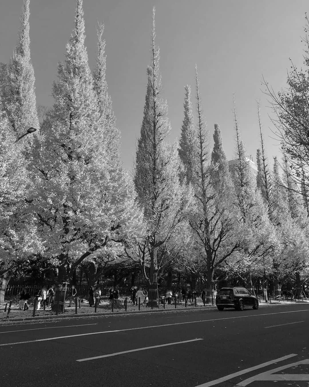 中岡龍子のインスタグラム：「.🍂🍂🍂 先週紅葉を観に行った時の写真です！ 日差しが眩しすぎて自撮りの顔が😂  その翌日突然腰の激痛で歩くことも無理な状態で 投稿どころじゃなかったのであげれていませんでした。。  腰の激痛は年に1〜2回あるのですが、 今回のは今までで一番痛かったです🥀  なんとか歩けるようになってから病院へ行き、 今もまだ重心は傾いてるしまっすぐ立てないですが、 トボトボと歩けるようにはなりました！！  コルセットで締めてたり重心傾いてるせいで 足のむくみが凄いのが本当に嫌なのですが、 まだ少し痛いので無理しないように過ごします。 でも本当だいぶ良くなってきていて 買い物とかも行けているので来週中には治りそうです！  Twitterではこの話をしていたのでご心配おかけしましたが、 回復してきているのでご心配なく！！ 腰を除いては元気です🐉  12月に入っていきなり寒くなったので 皆さんも風邪はもちろん、冷えると身体も硬くなって 私のように関節や筋肉を痛めるので気をつけてください😭」