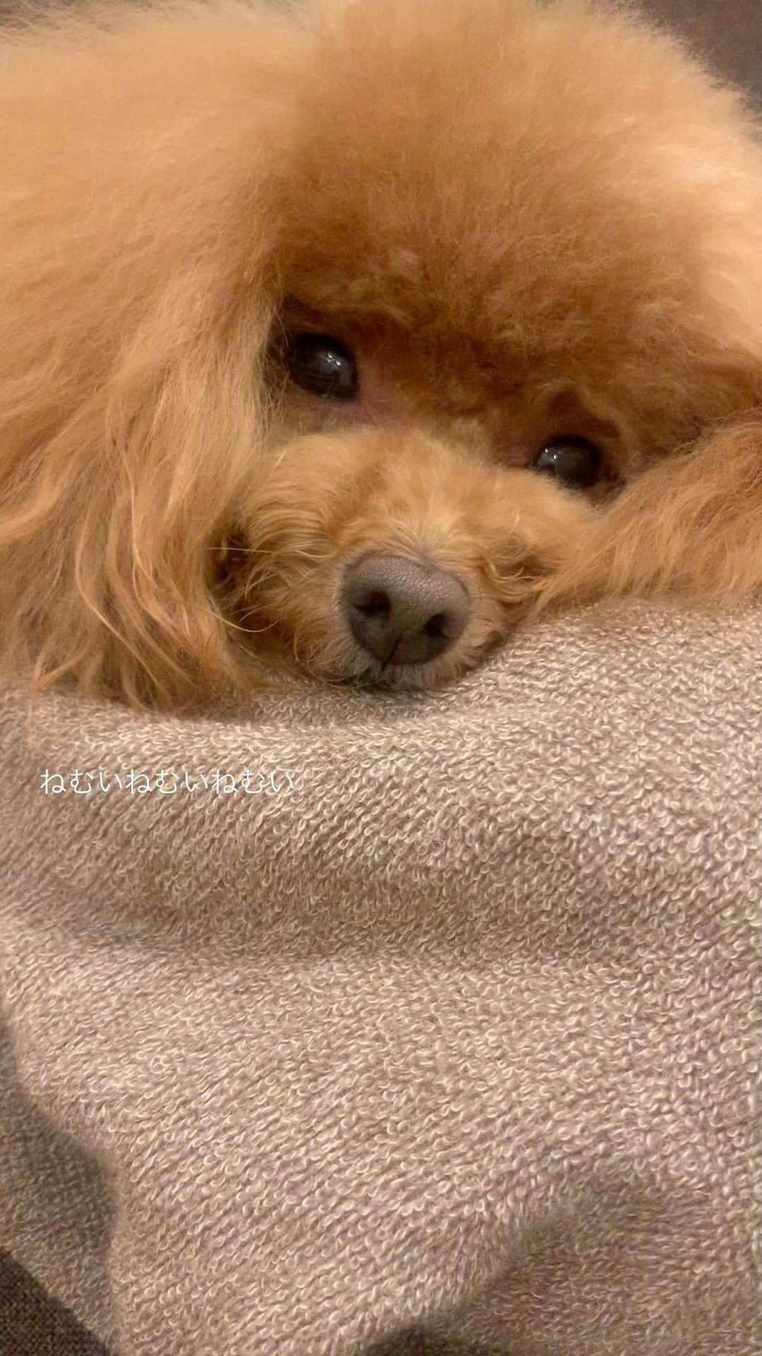 守永真彩のインスタグラム：「. . トリミングのあと。 お疲れモードでとても眠いオハナさん😪  #トイプードル  #タイニープードル #愛犬」